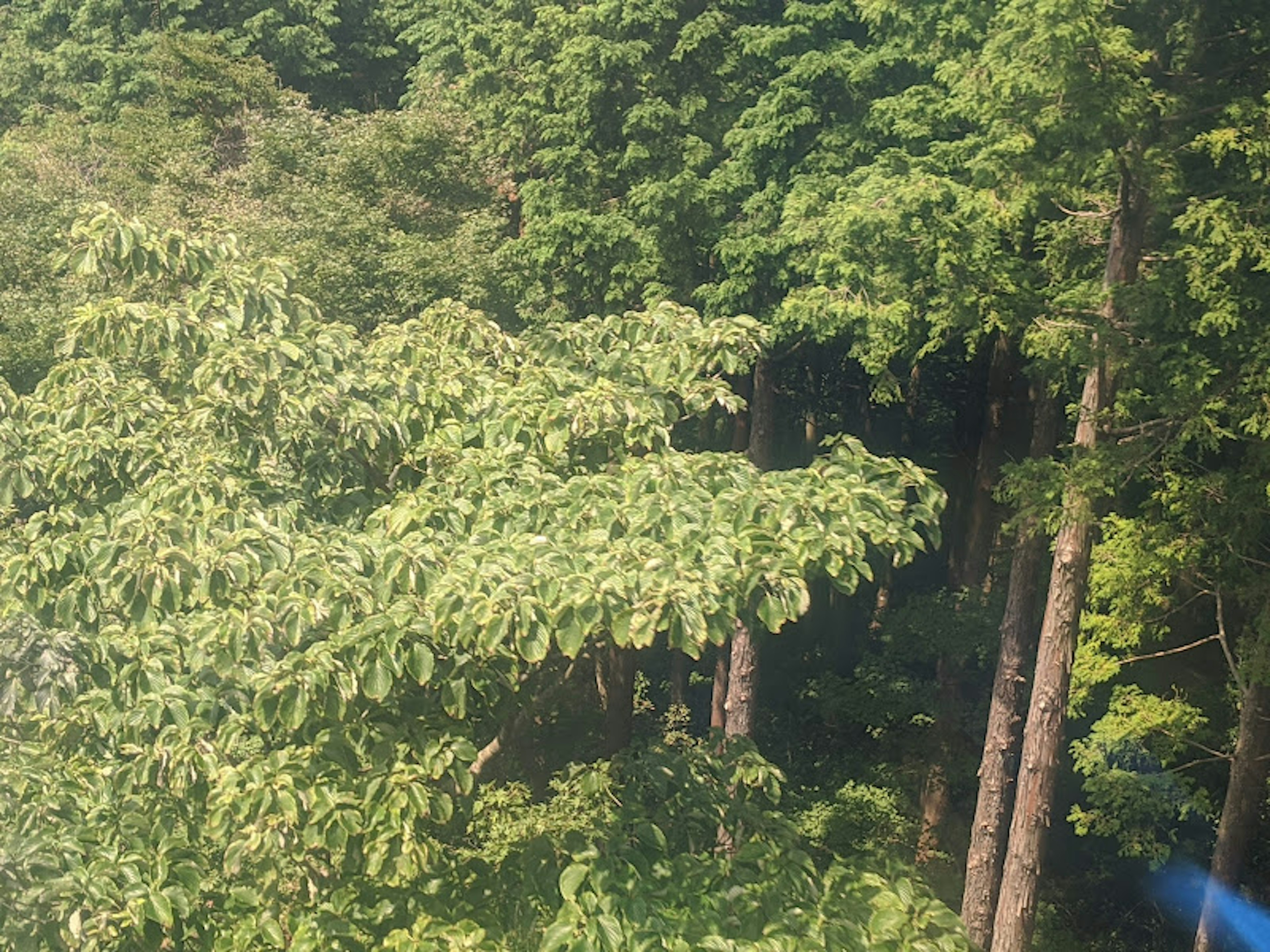 Paysage forestier luxuriant avec des arbres à grandes feuilles et des troncs hauts