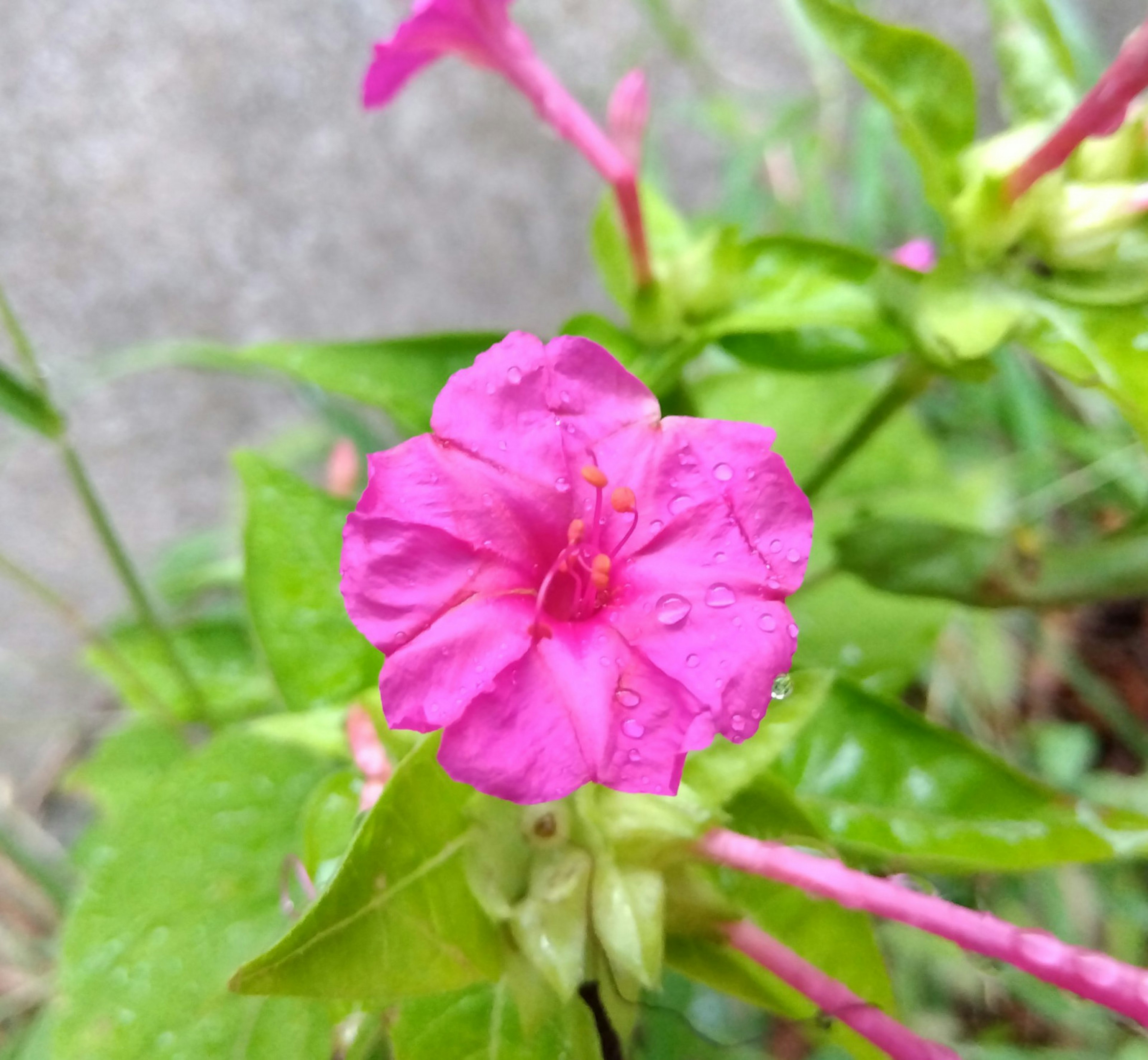 Bunga pink cerah mekar di antara daun hijau