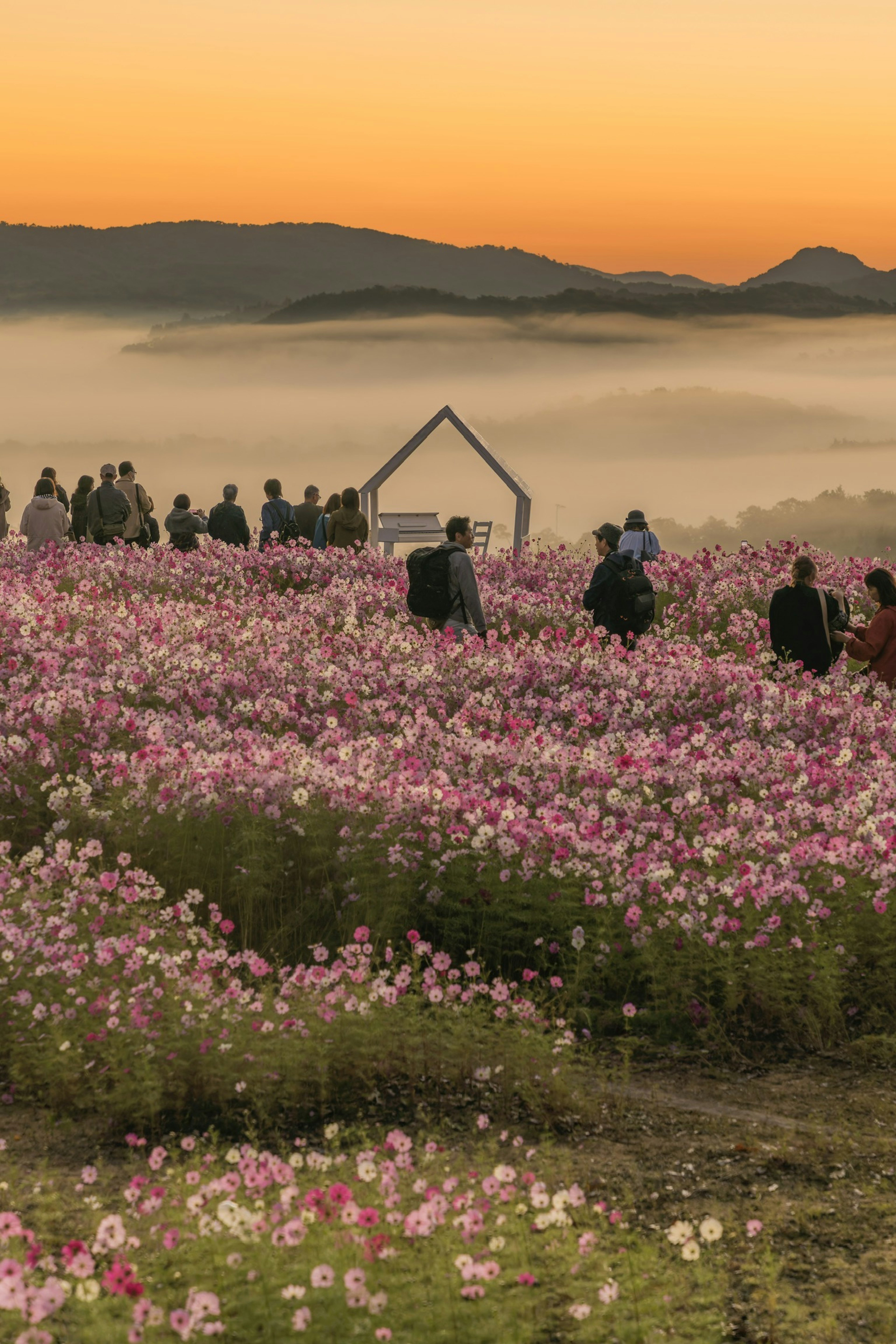 Siluetas de personas entre flores rosas al amanecer con montañas brumosas