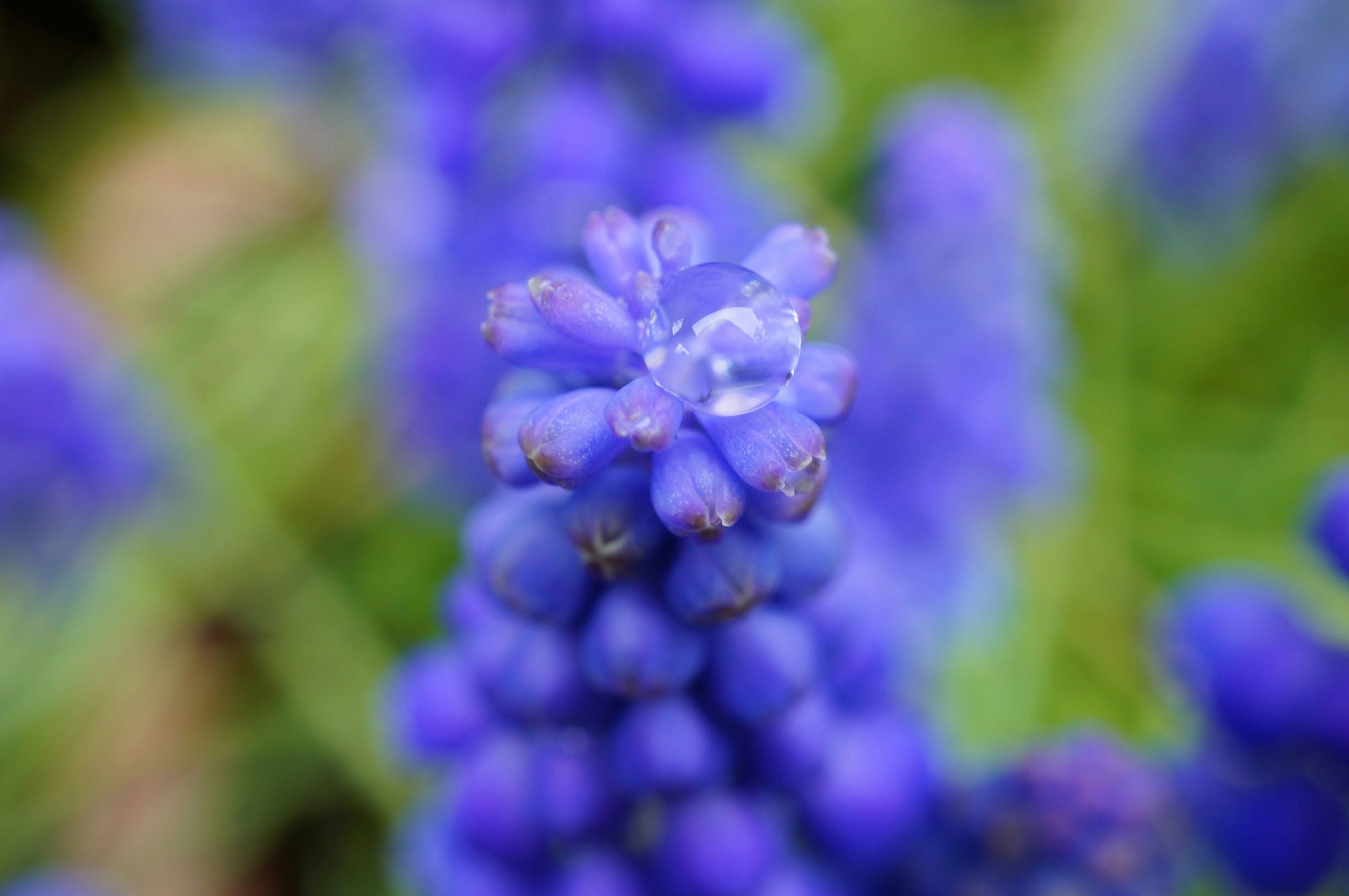 青紫色の花が密集している様子のクローズアップ