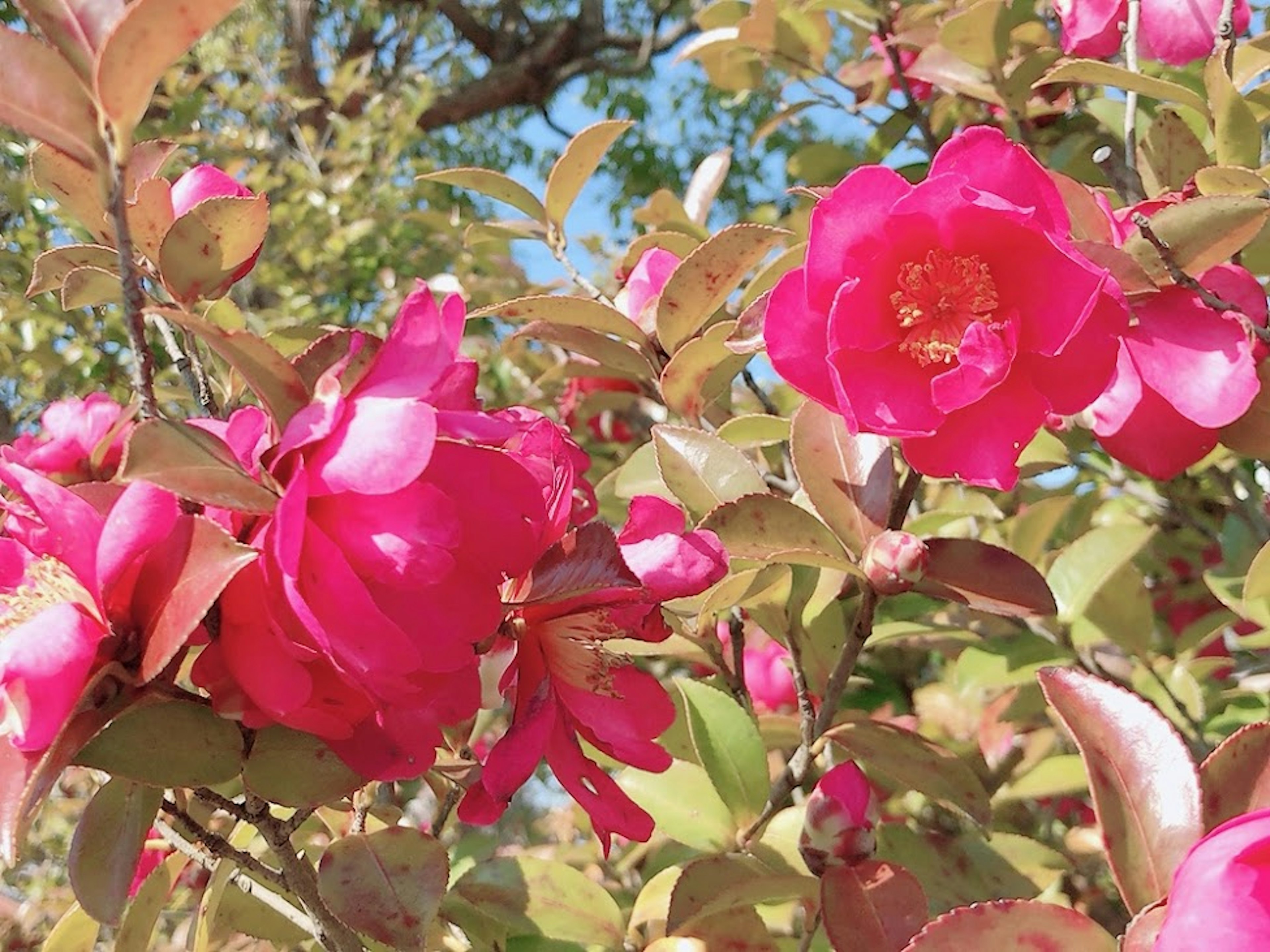 Nahaufnahme von lebhaften pinken Blumen und grünen Blättern an einer schönen Pflanze