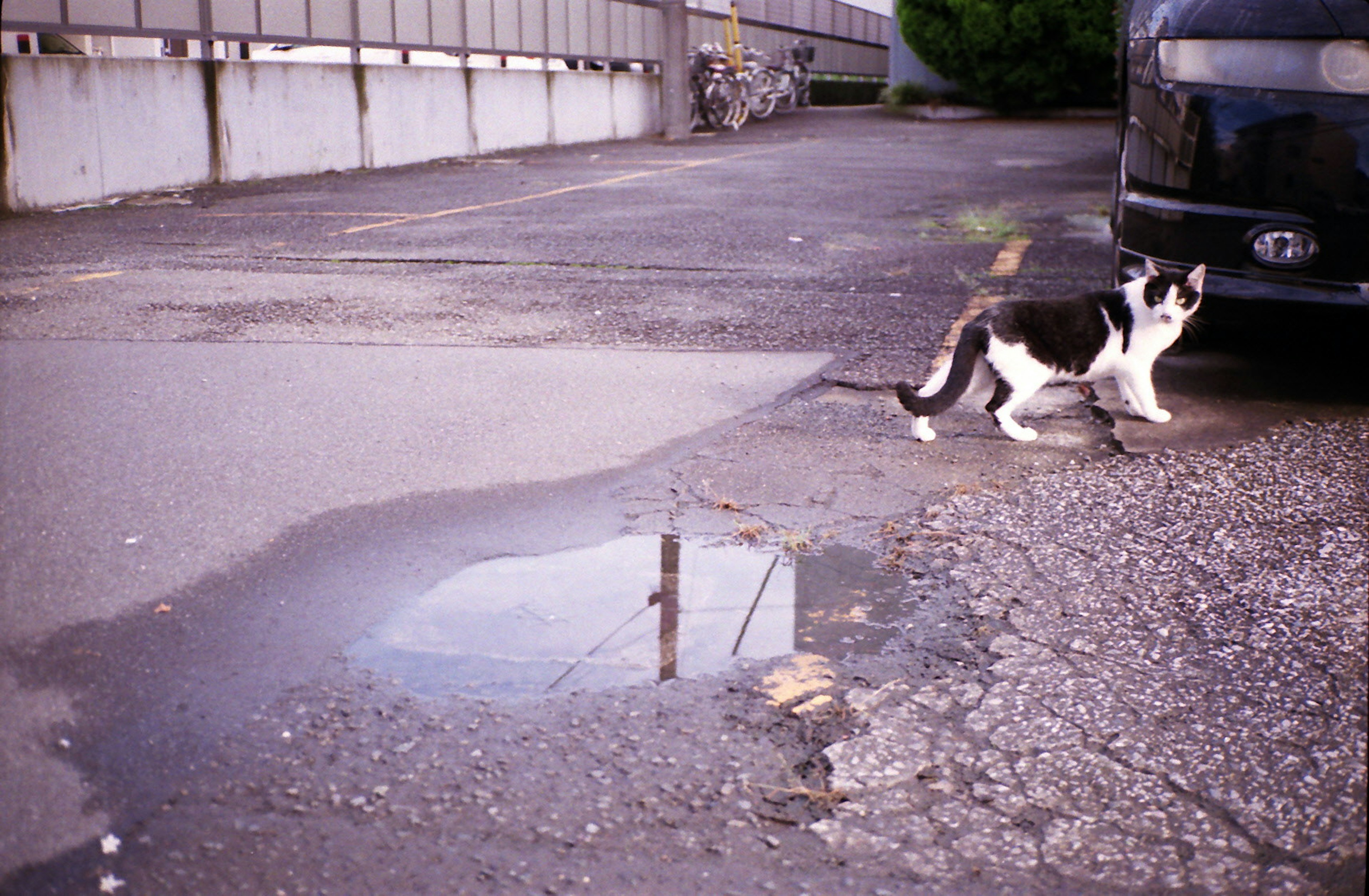 Schwarz-weiße Katze, die vor einem schwarzen Auto und einer Pfütze läuft