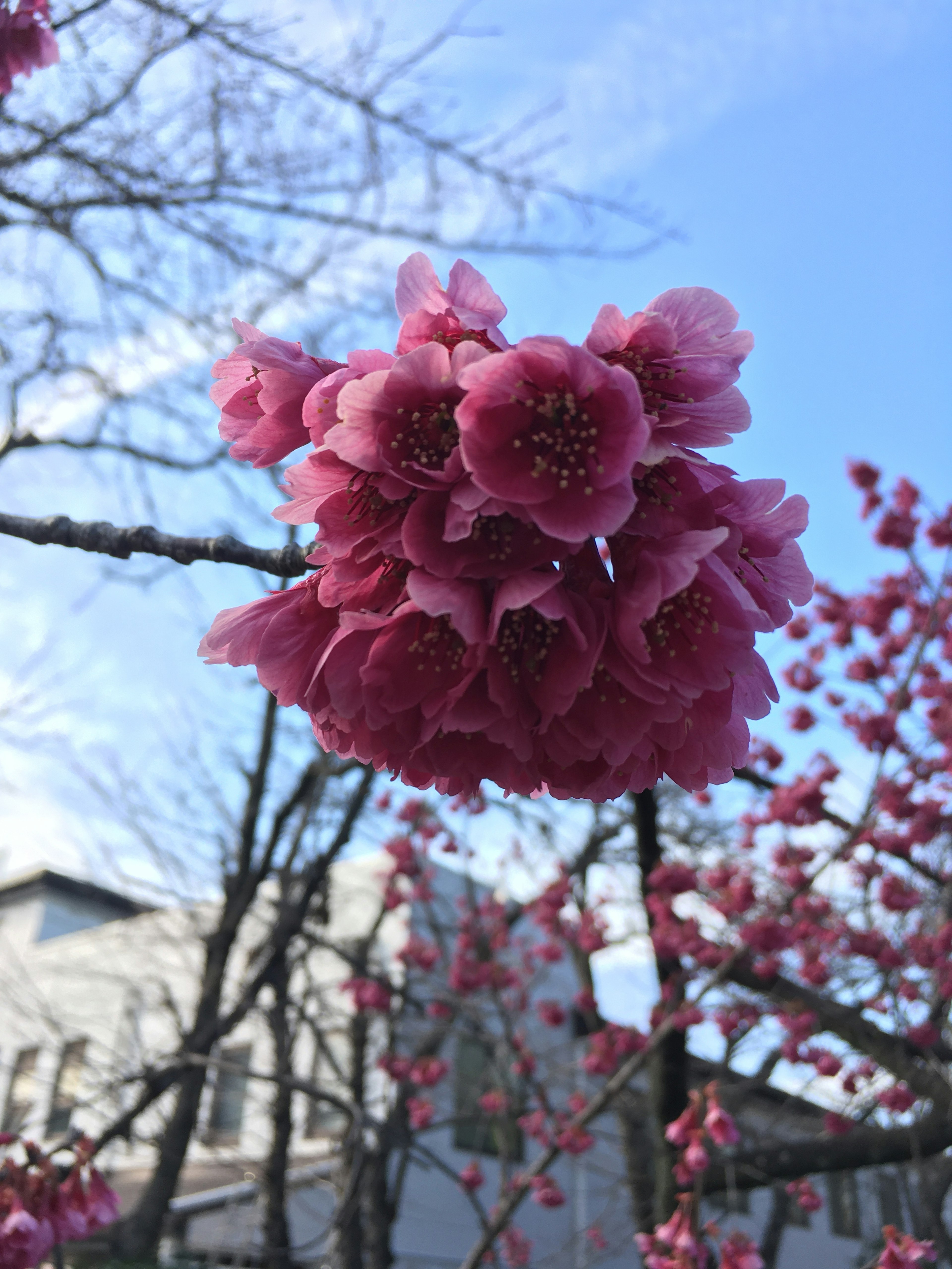 Gros plan de fleurs de cerisier sur une branche avec ciel bleu et bâtiment en arrière-plan