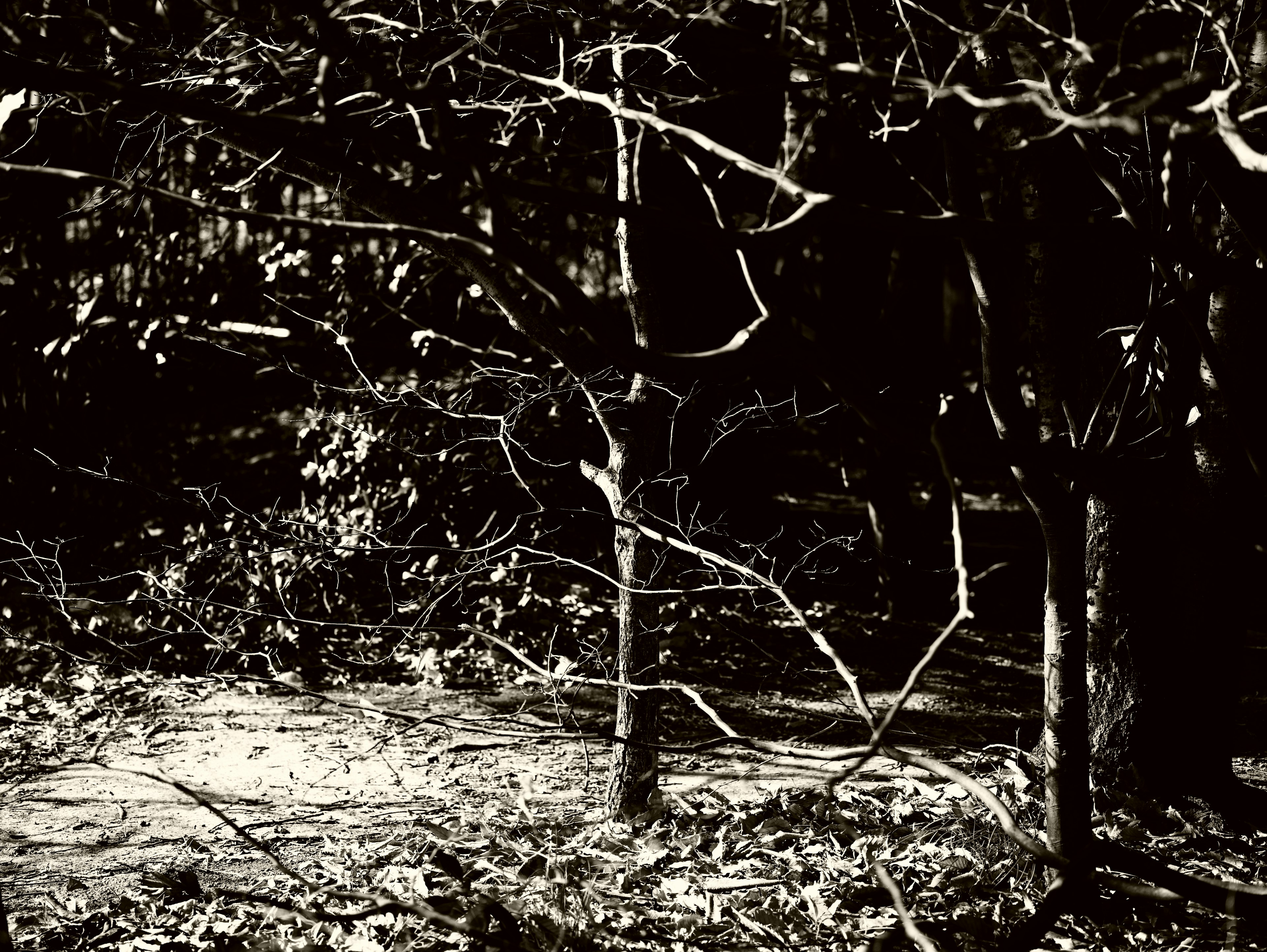 Forest scene featuring dark trees and branches