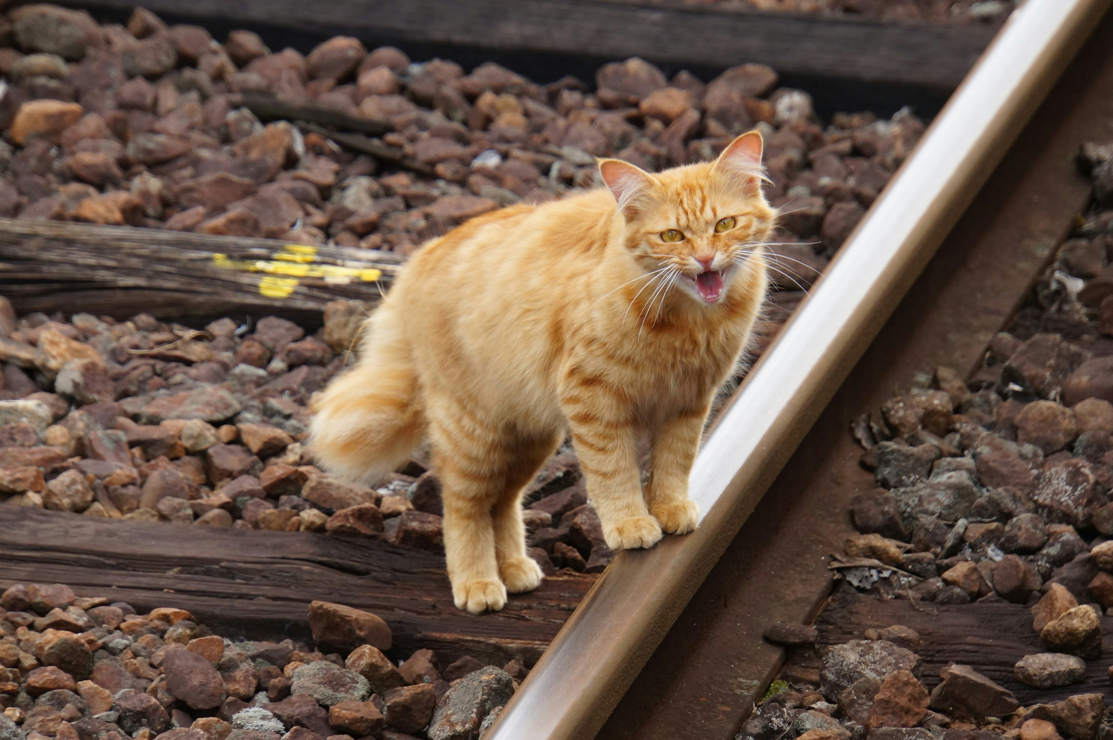 Gato naranja de pie sobre las vías del tren