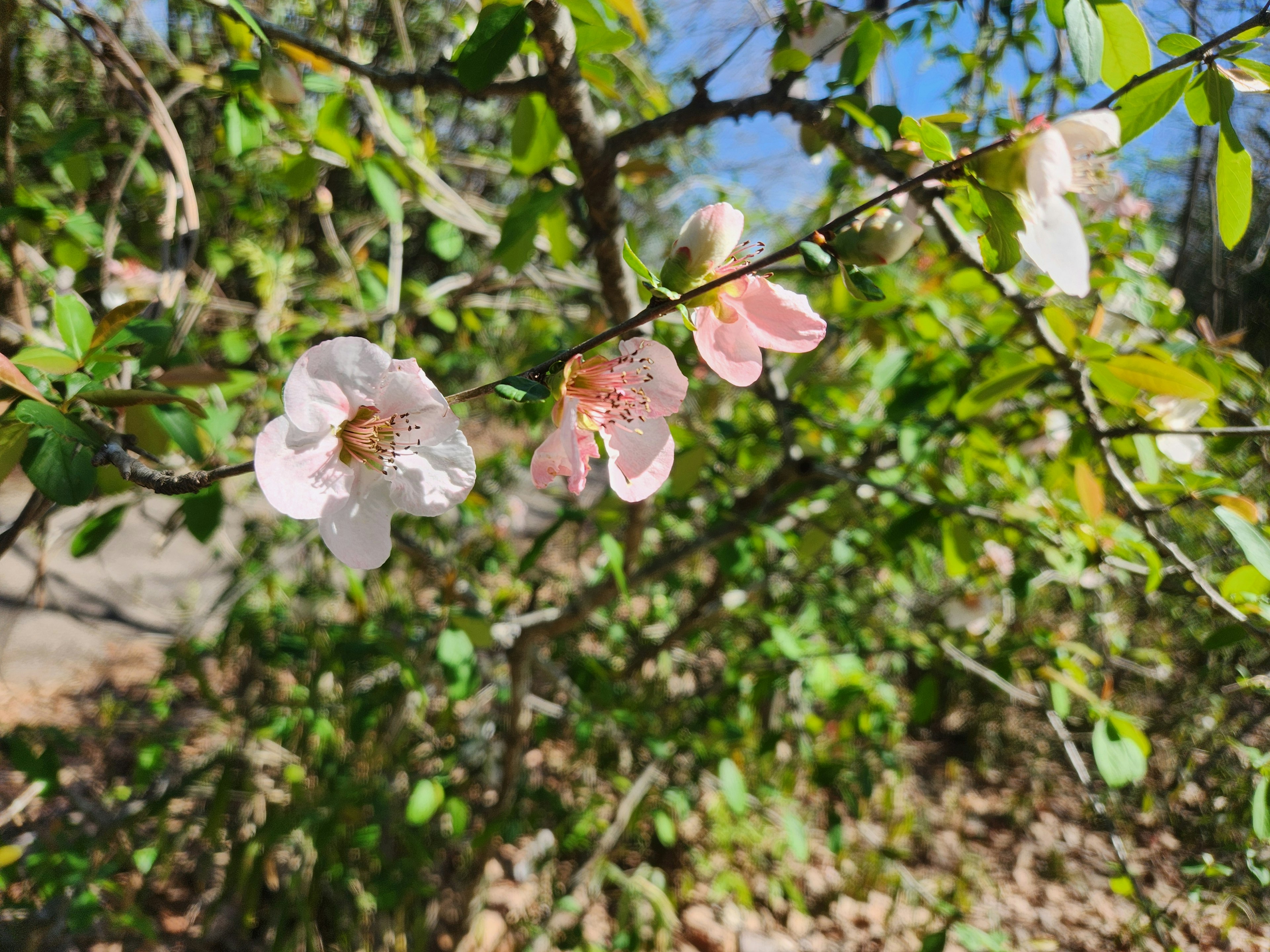 Delicate pink flowers blooming on a branch with green leaves in the background