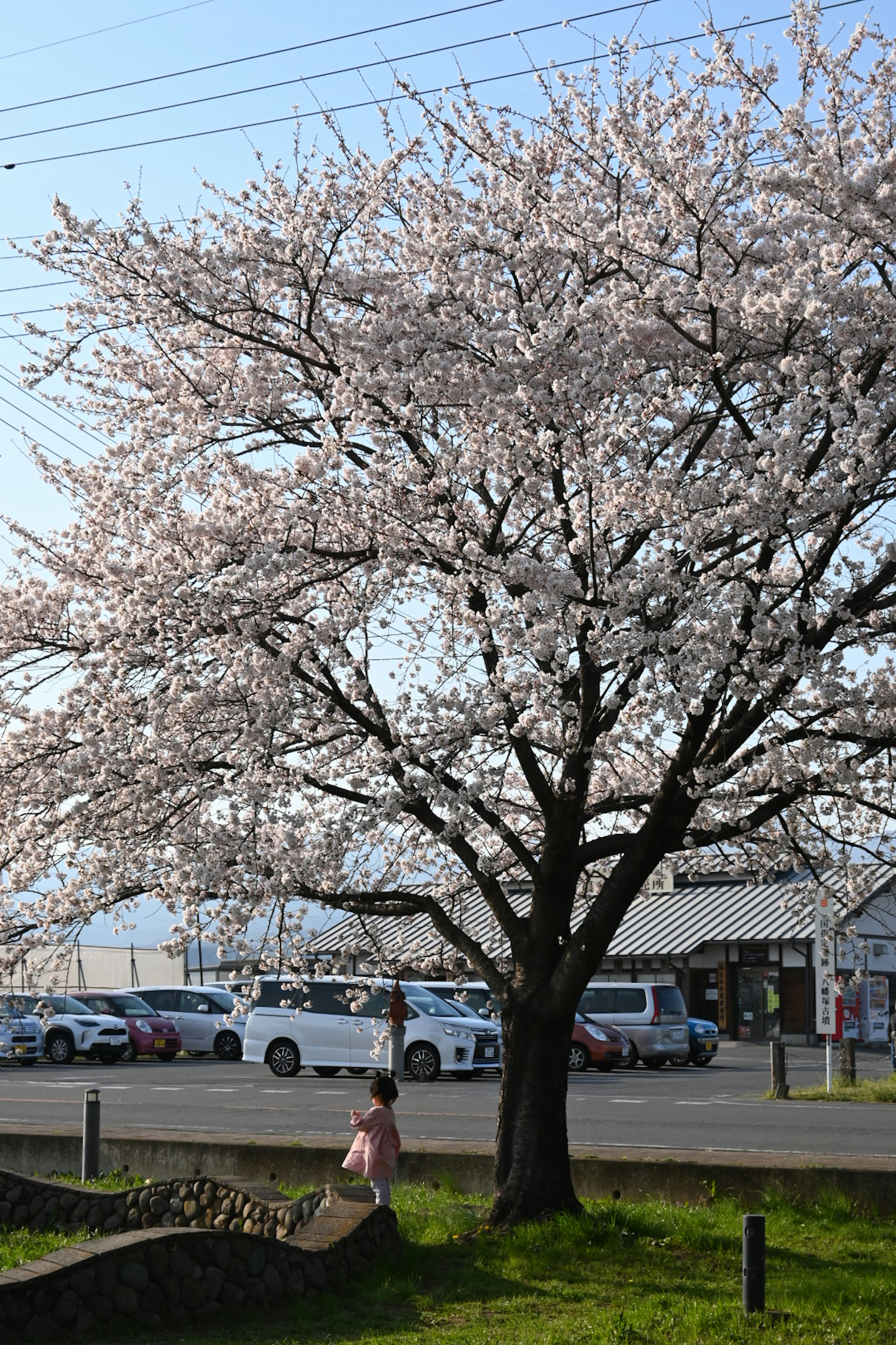 Arbre à fleurs de cerisier avec une personne en dessous