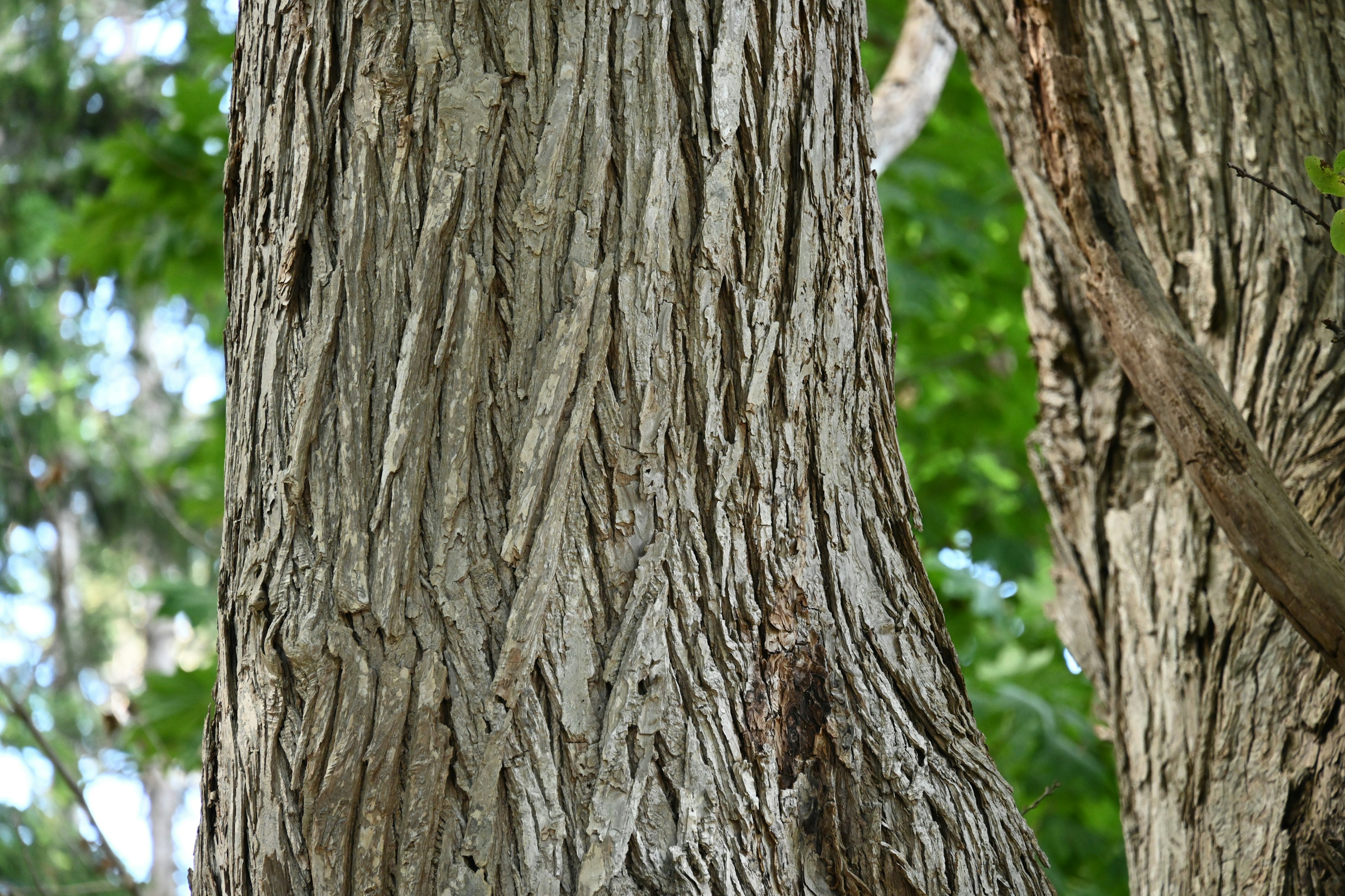 Tree trunk with detailed bark texture and green background