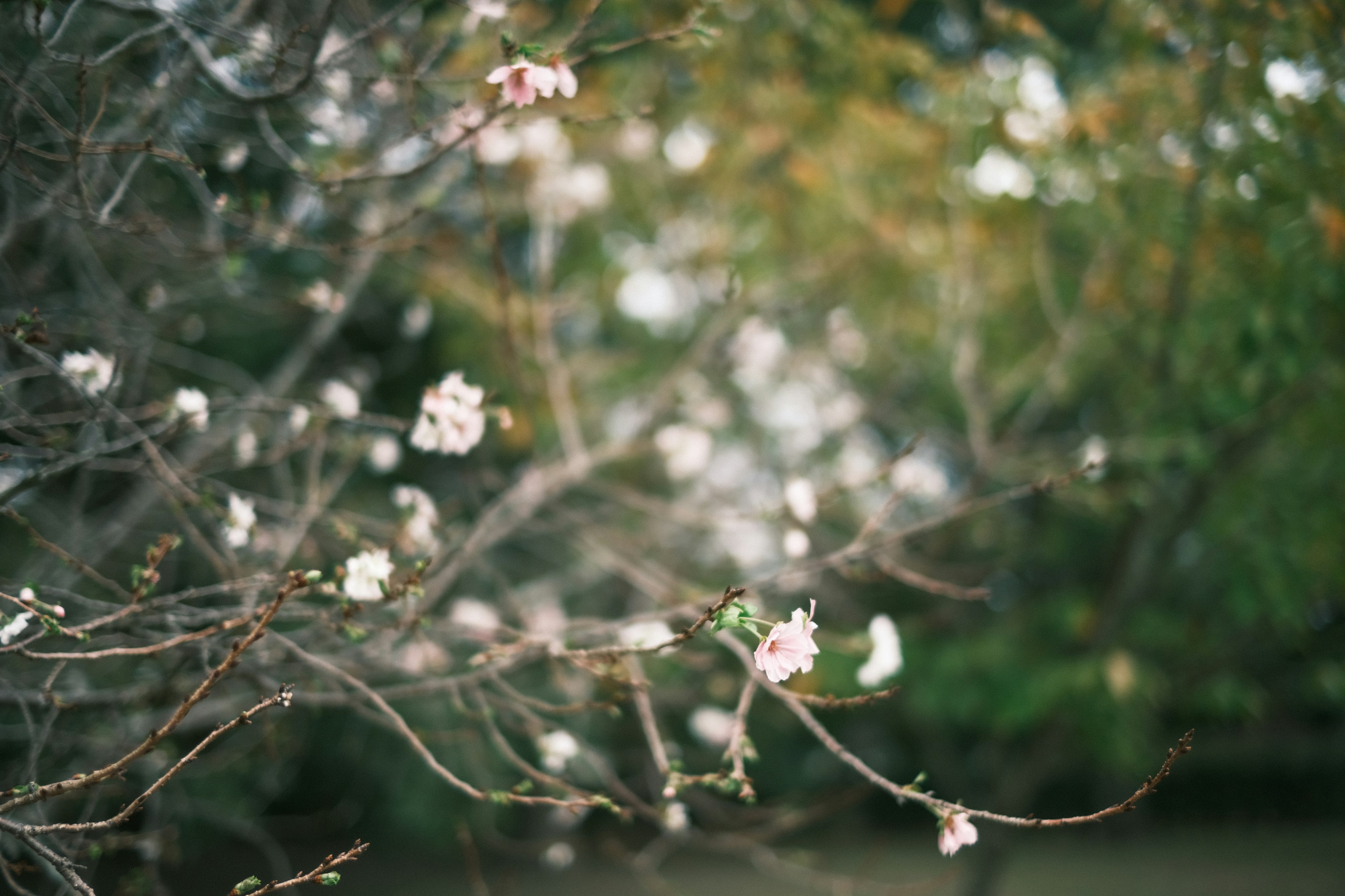 Fleurs roses délicates sur des branches avec un arrière-plan naturel flou