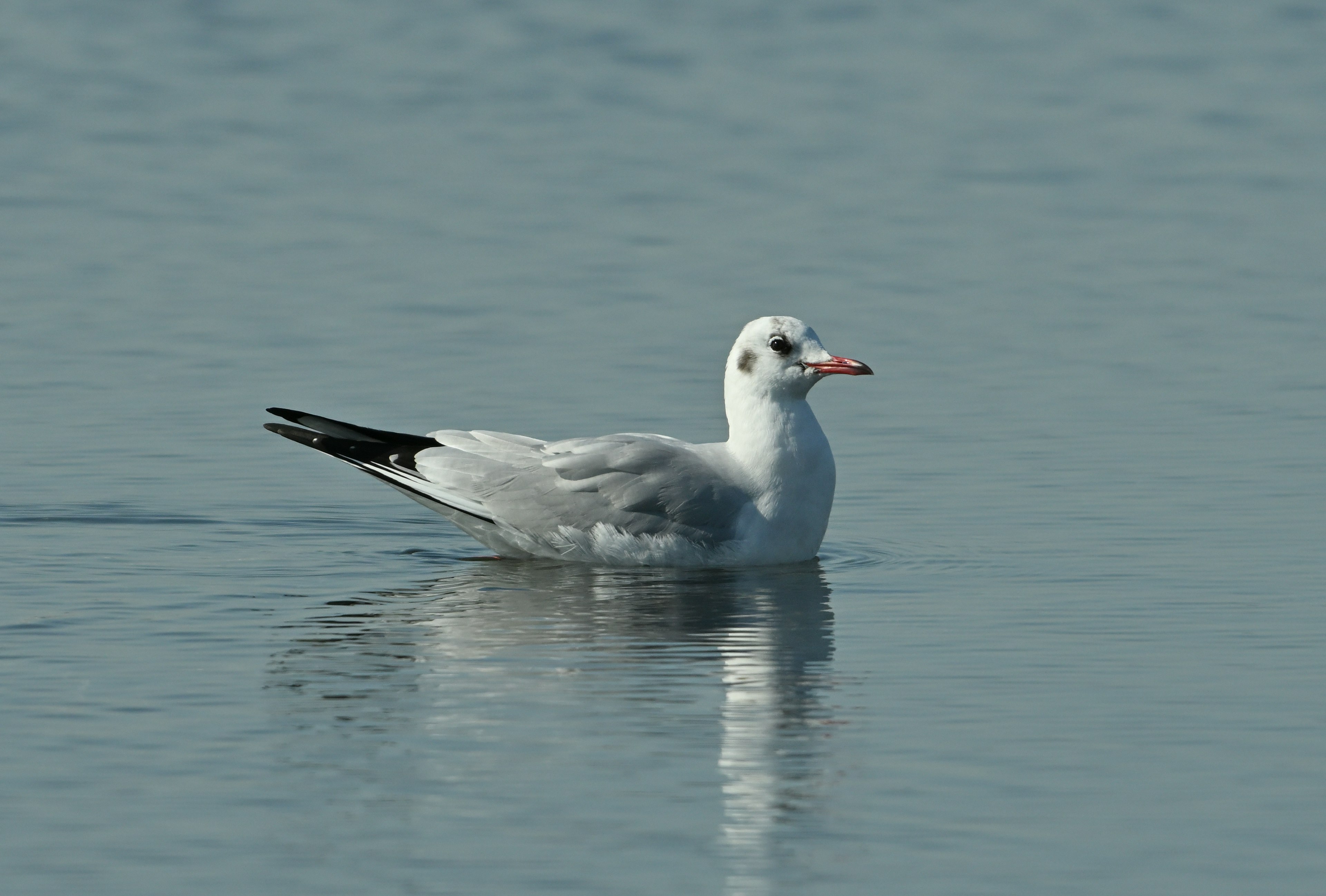 A white seagull floating on the water surface