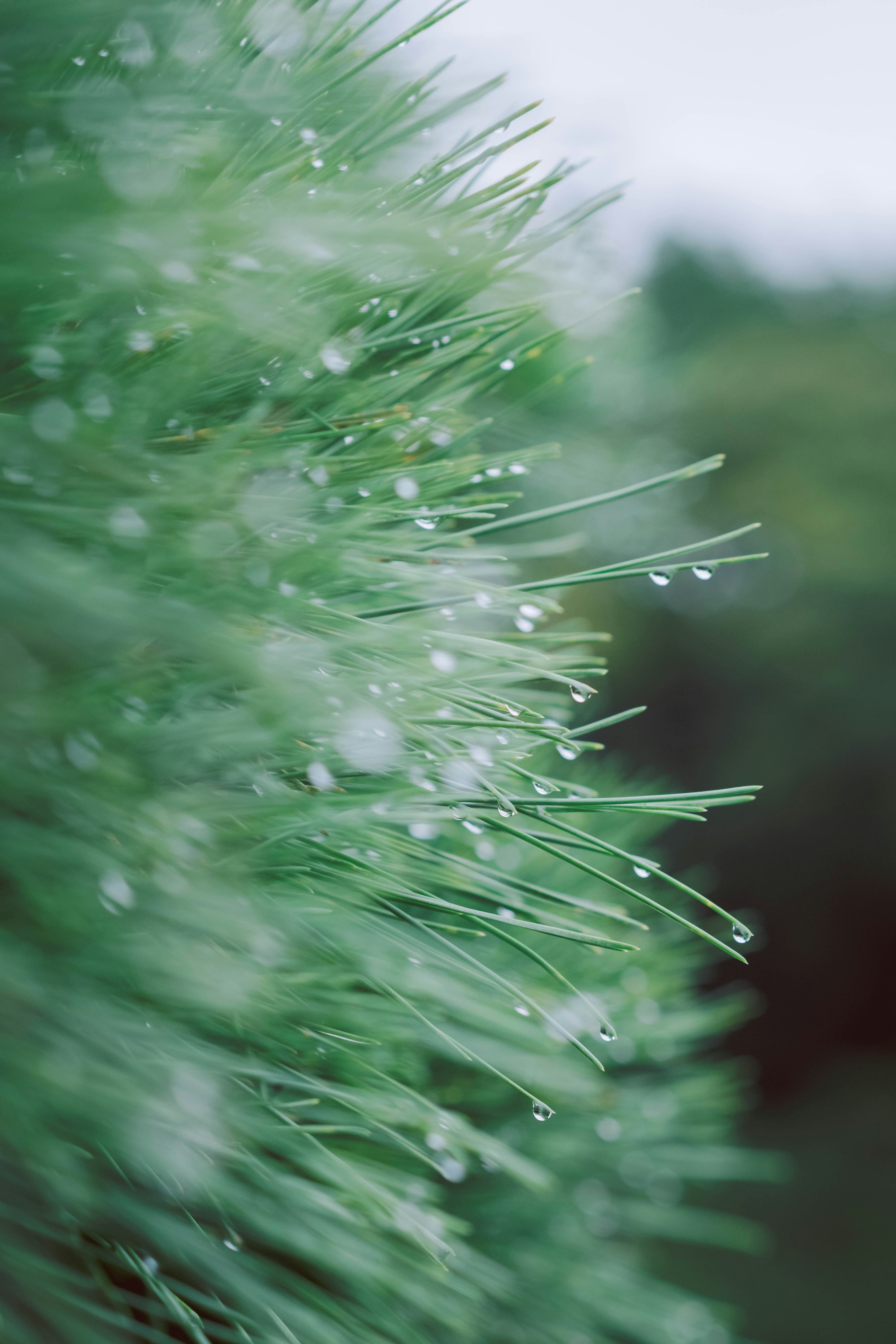 Close-up of green grass blades with water droplets