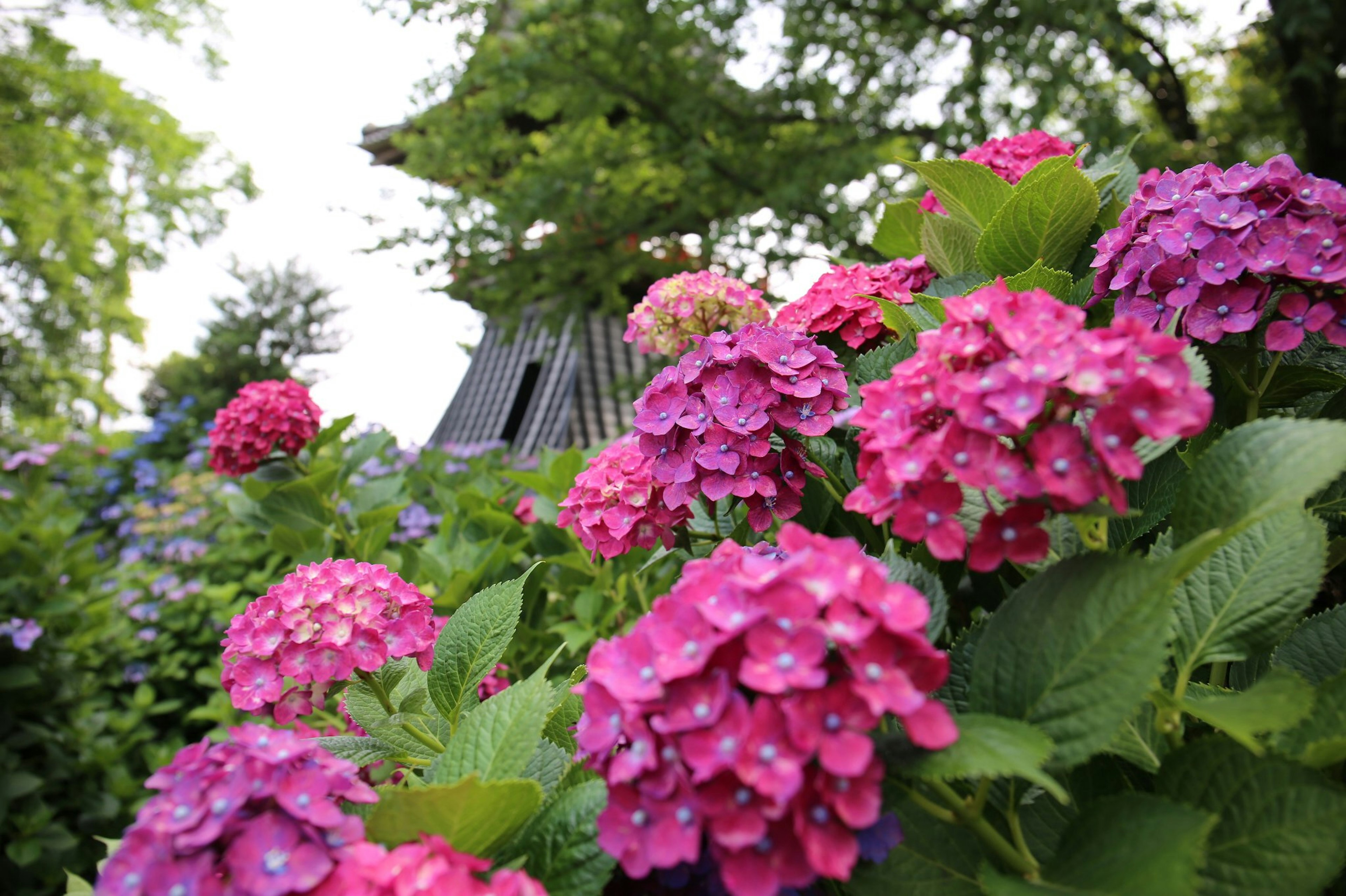 Ortensie colorate che fioriscono in un giardino