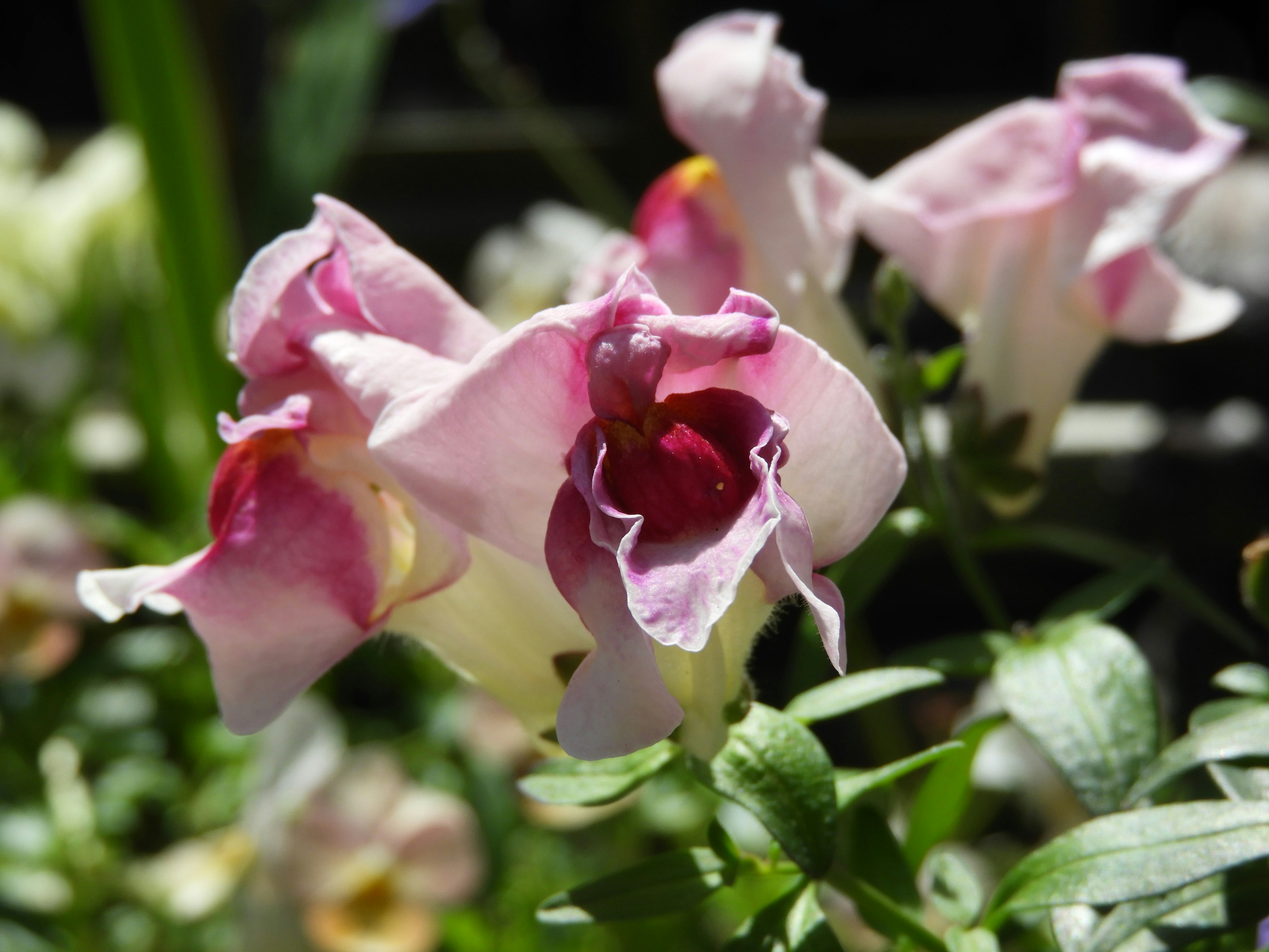 Nahaufnahme von rosa Blumen mit weißen Blütenblättern und roten Zentren