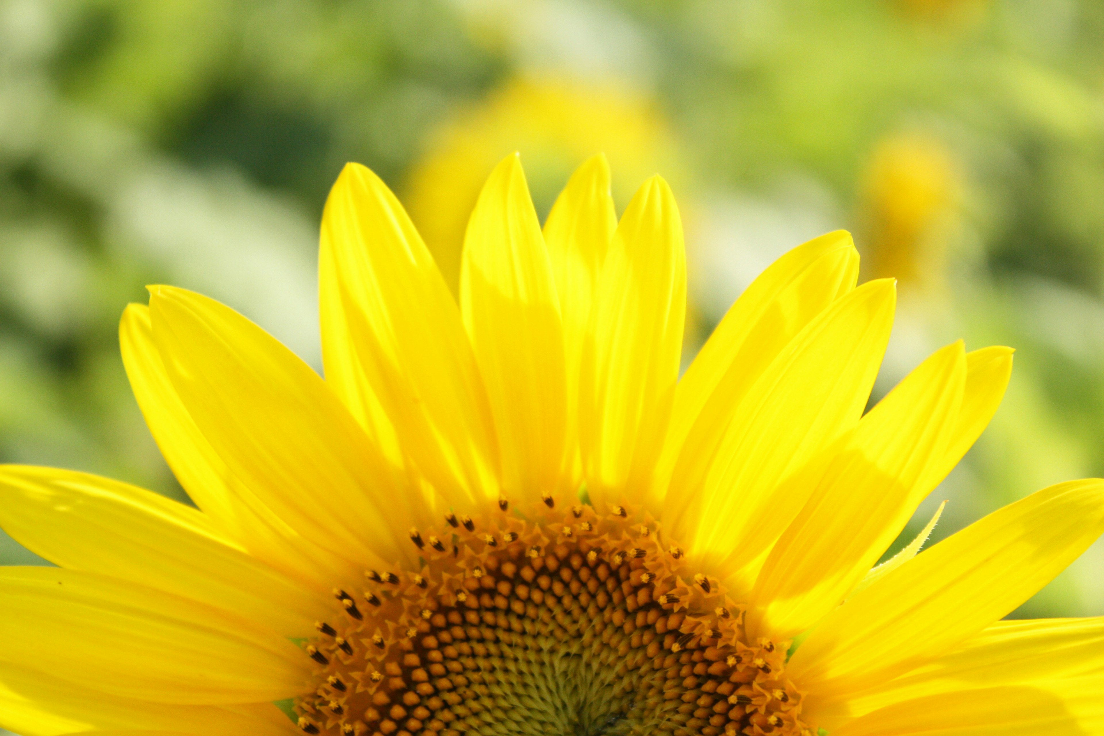 Acercamiento de un girasol amarillo vibrante con hojas verdes borrosas de fondo