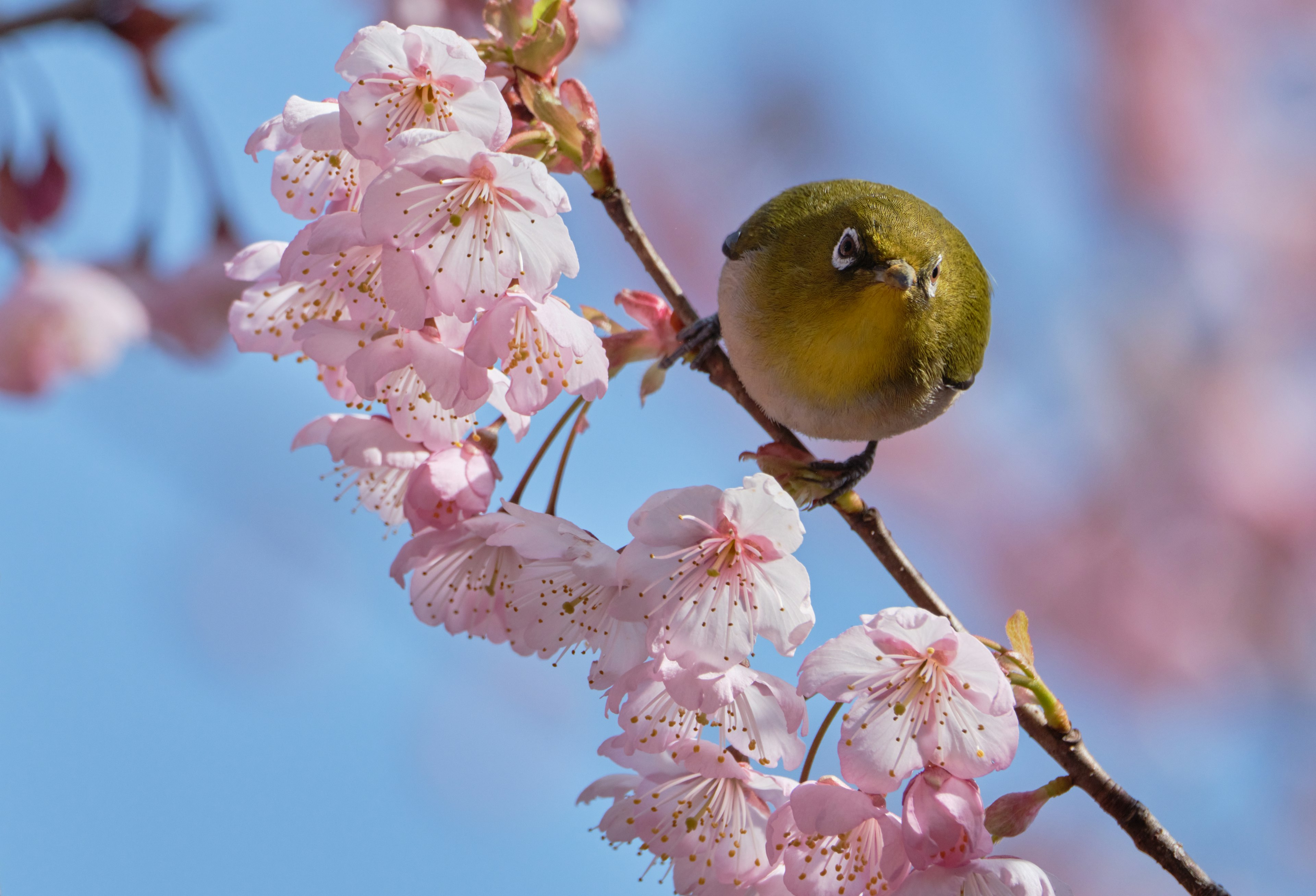 Small green bird perched on a cherry blossom branch