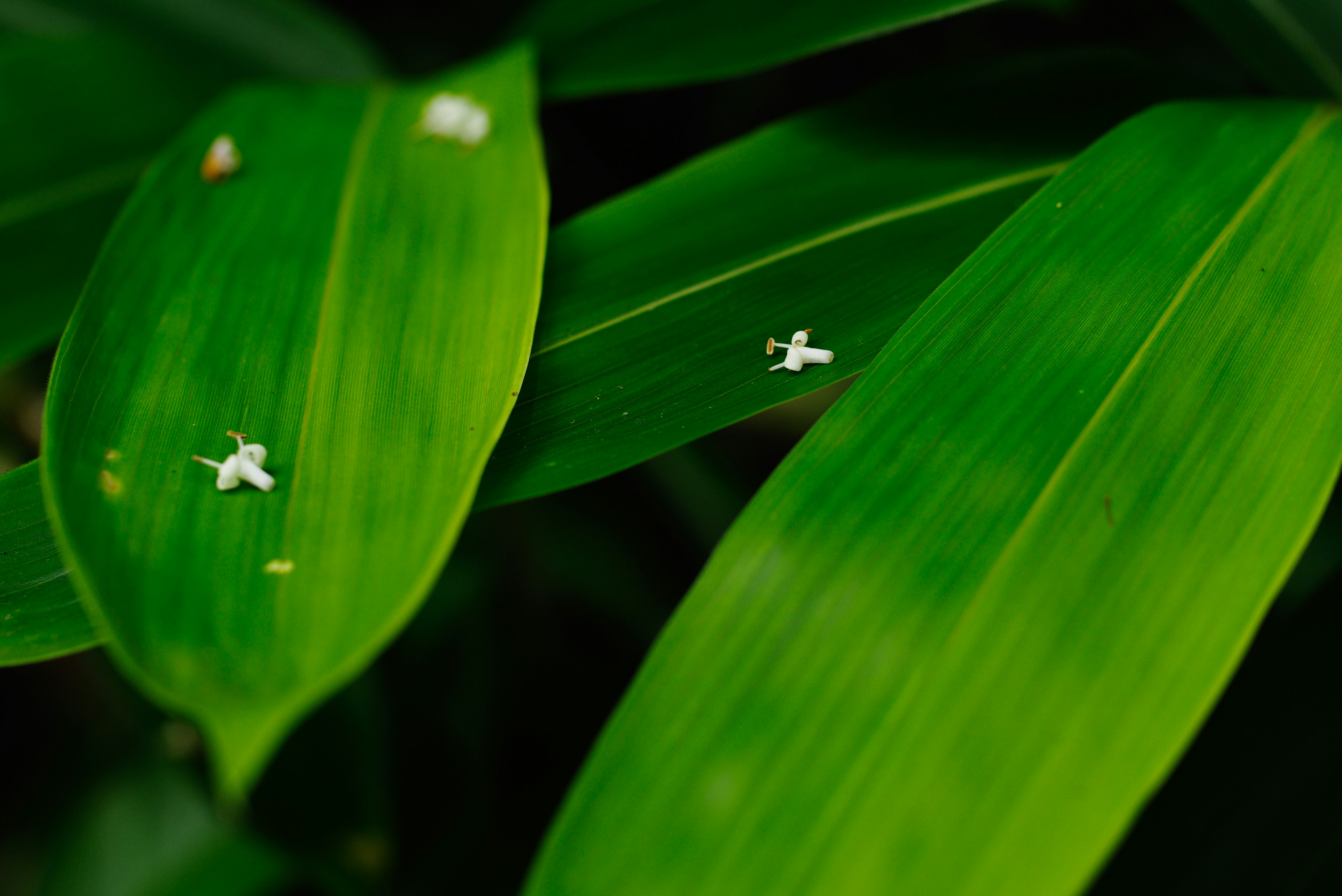 Foglie verdi con piccoli fiori bianchi sparsi sopra