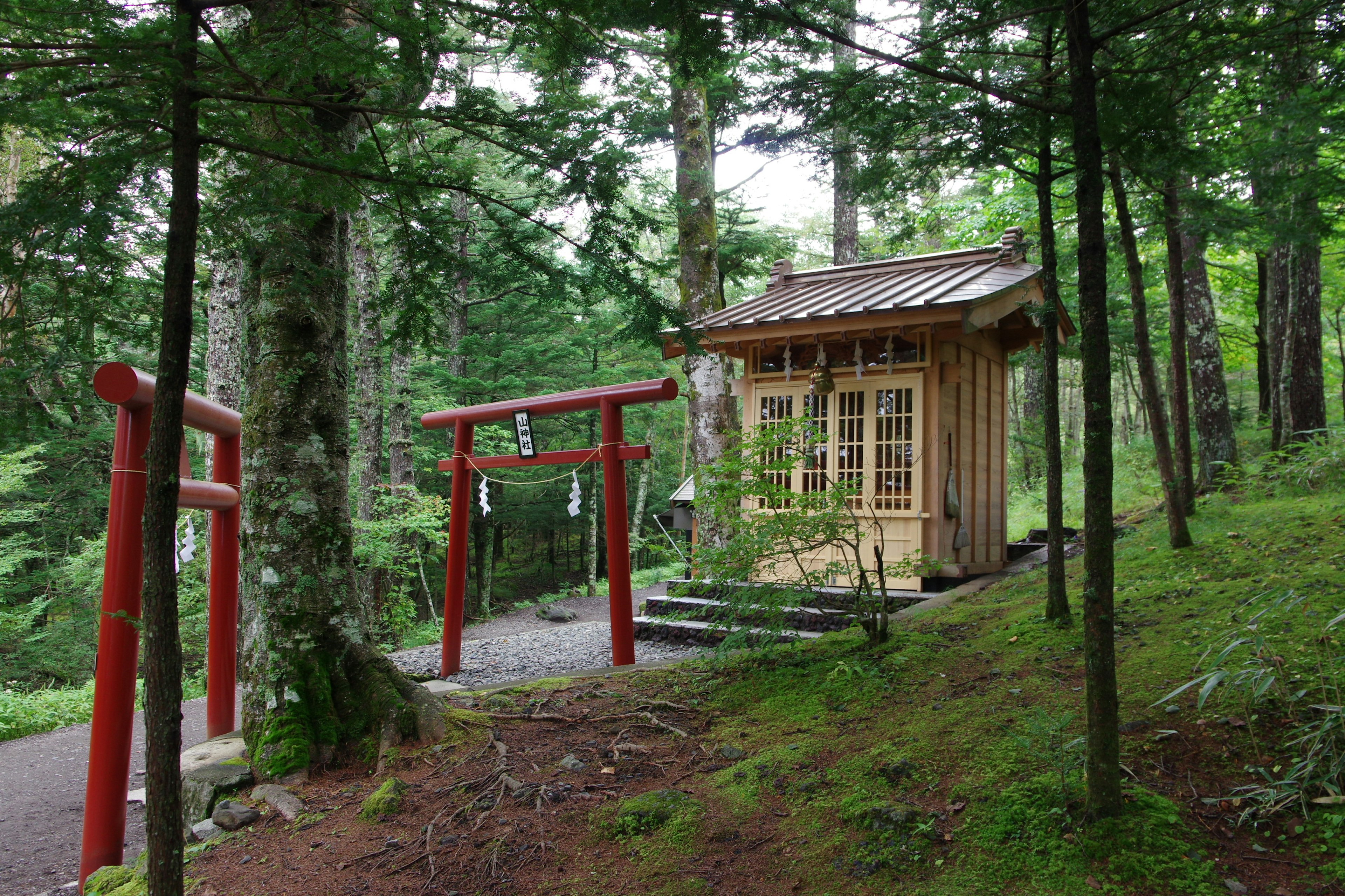 Wooden hut and red torii gate in a lush green forest