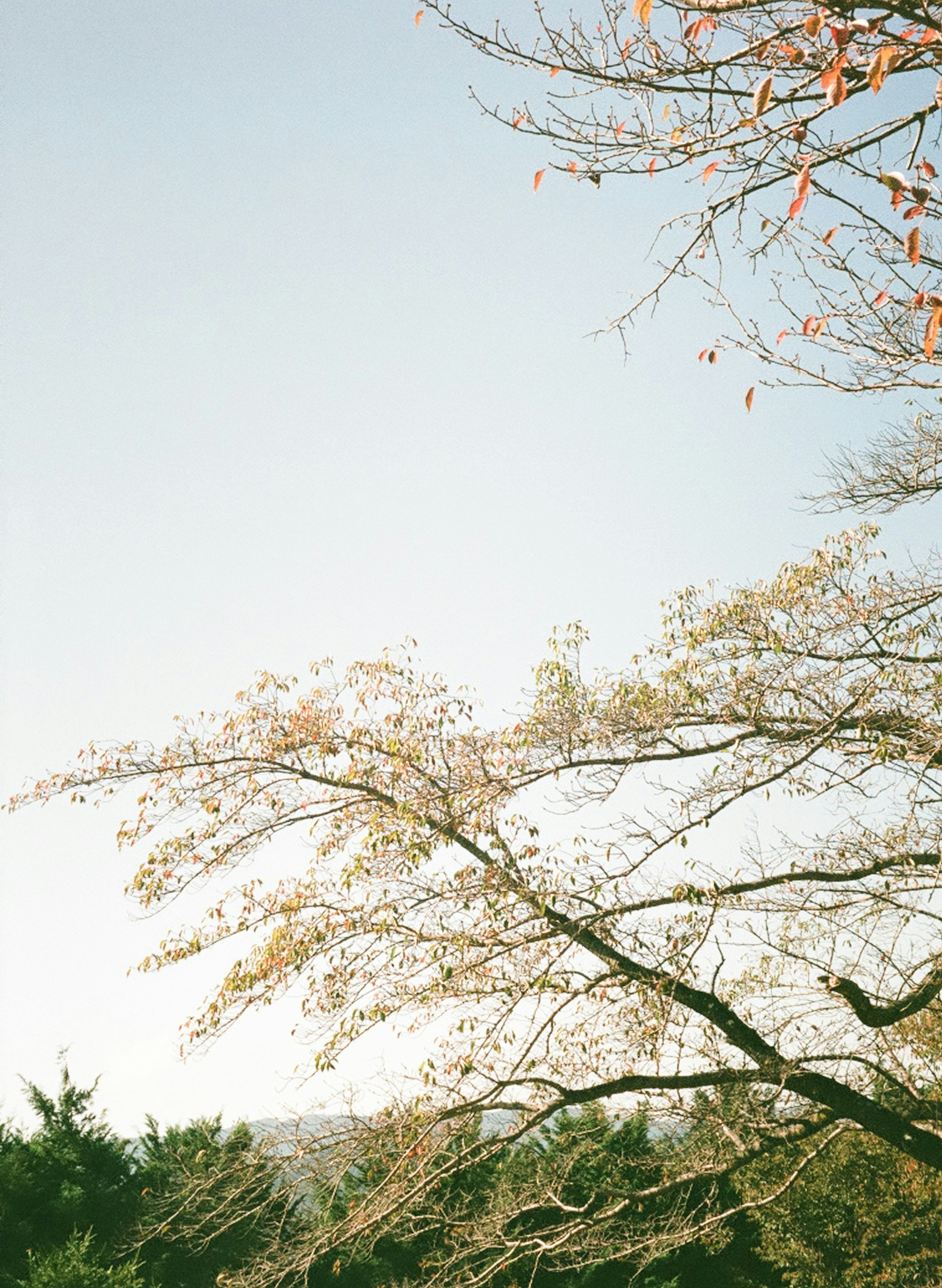 Branches and leaves of a tree under a blue sky