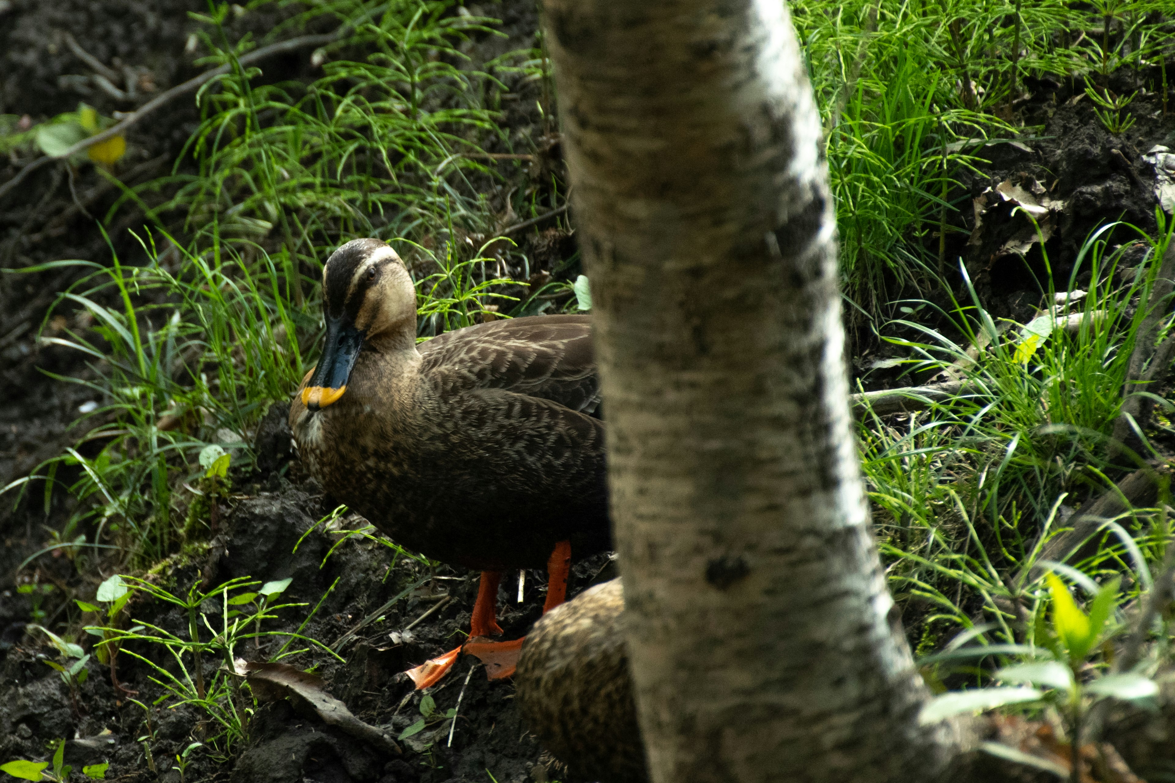 Un canard se tenant parmi l'herbe près d'une source d'eau