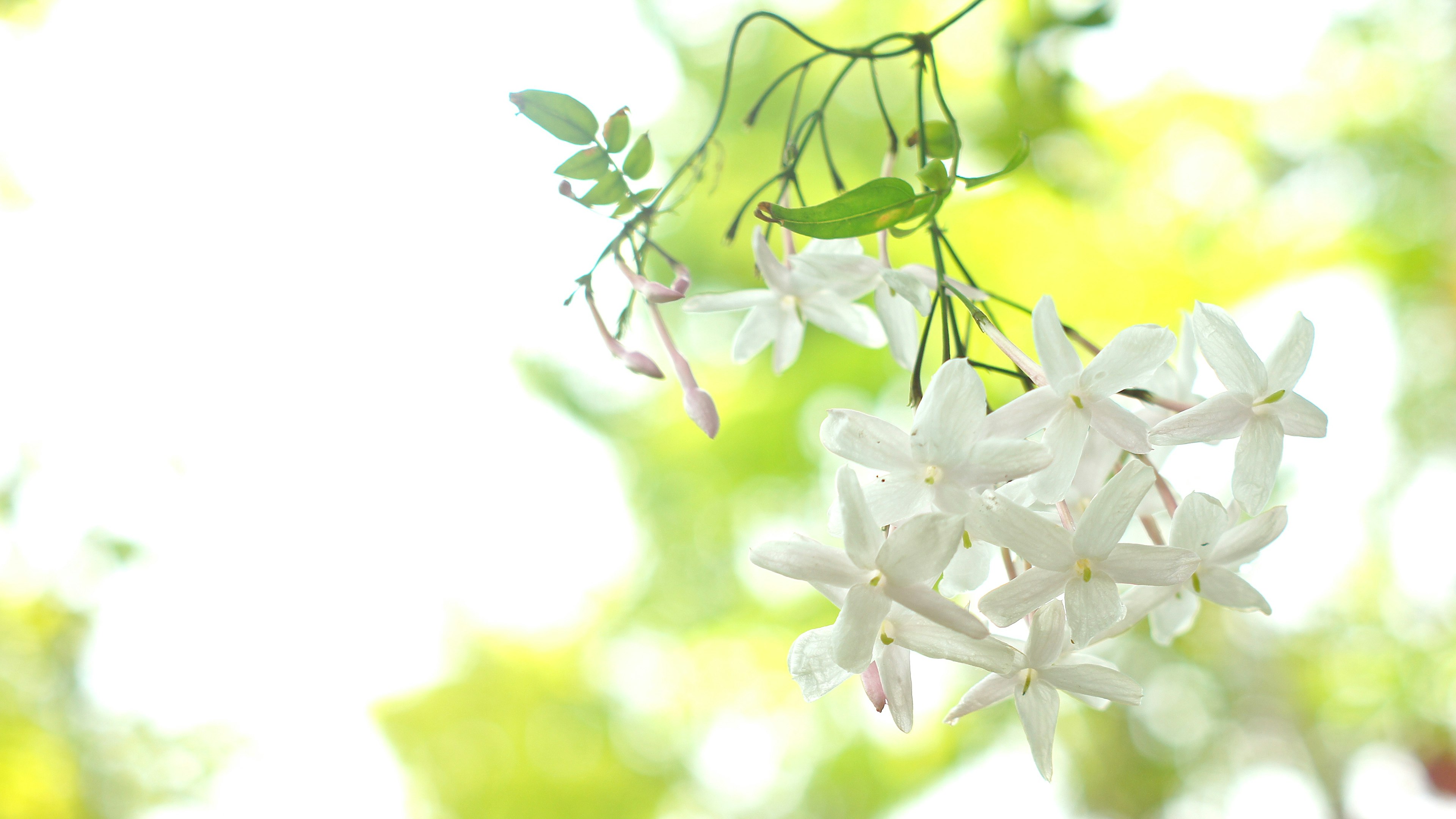 Fleurs blanches délicates suspendues parmi des feuilles vertes douces et un fond lumineux