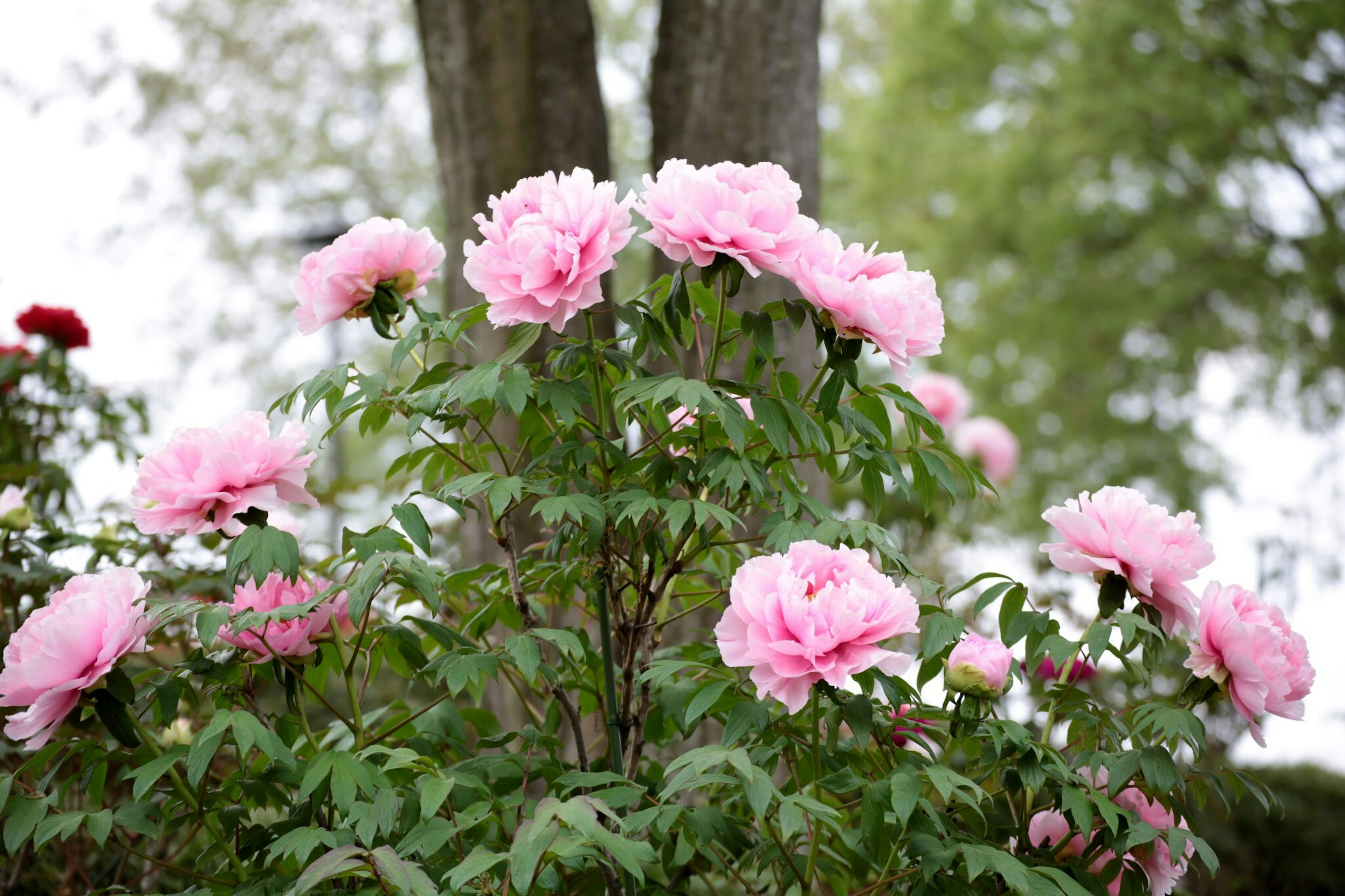 Arbuste avec des fleurs de pivoine roses près d'un arbre