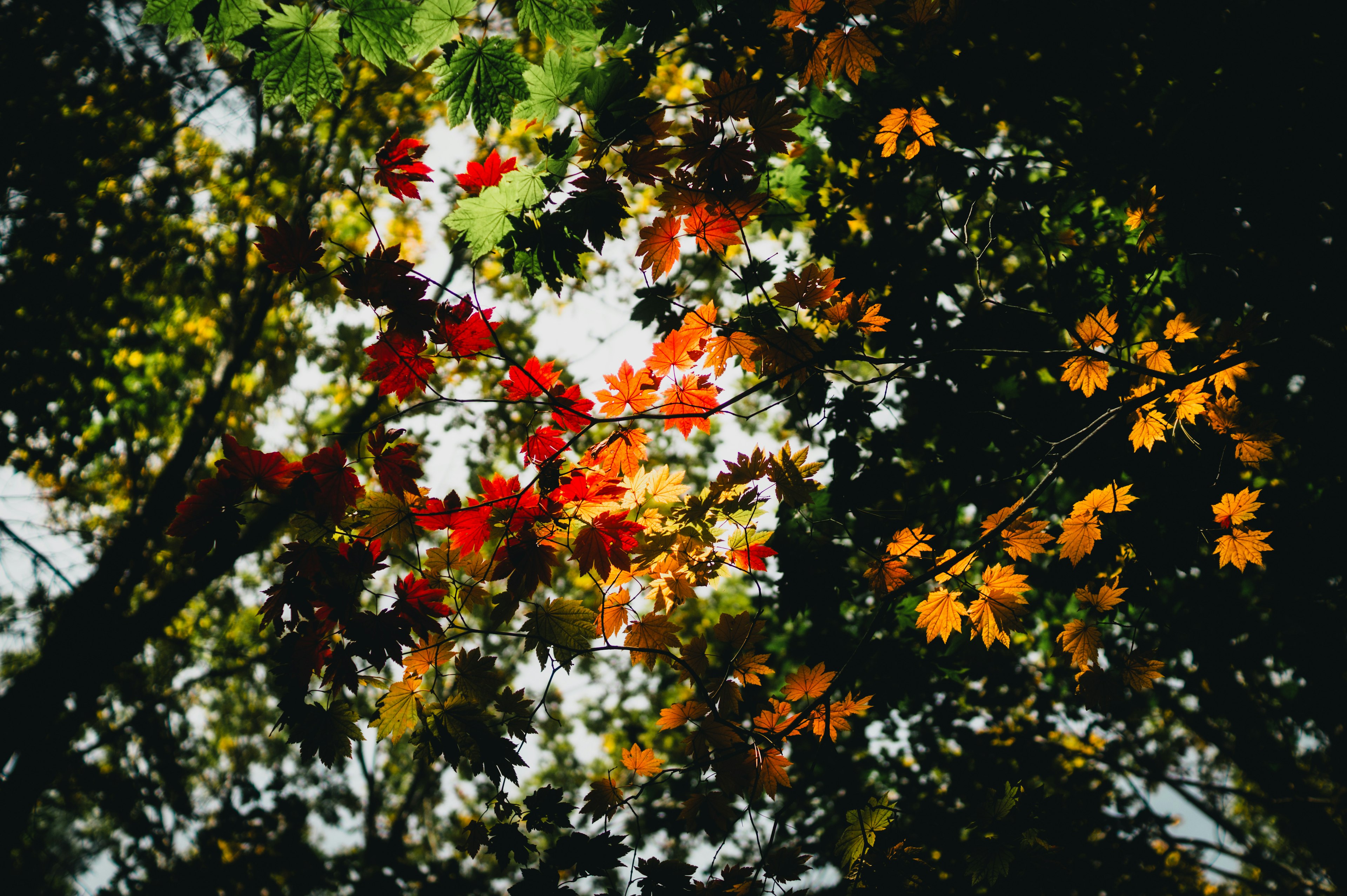 Hojas de otoño coloridas que se extienden por el cielo