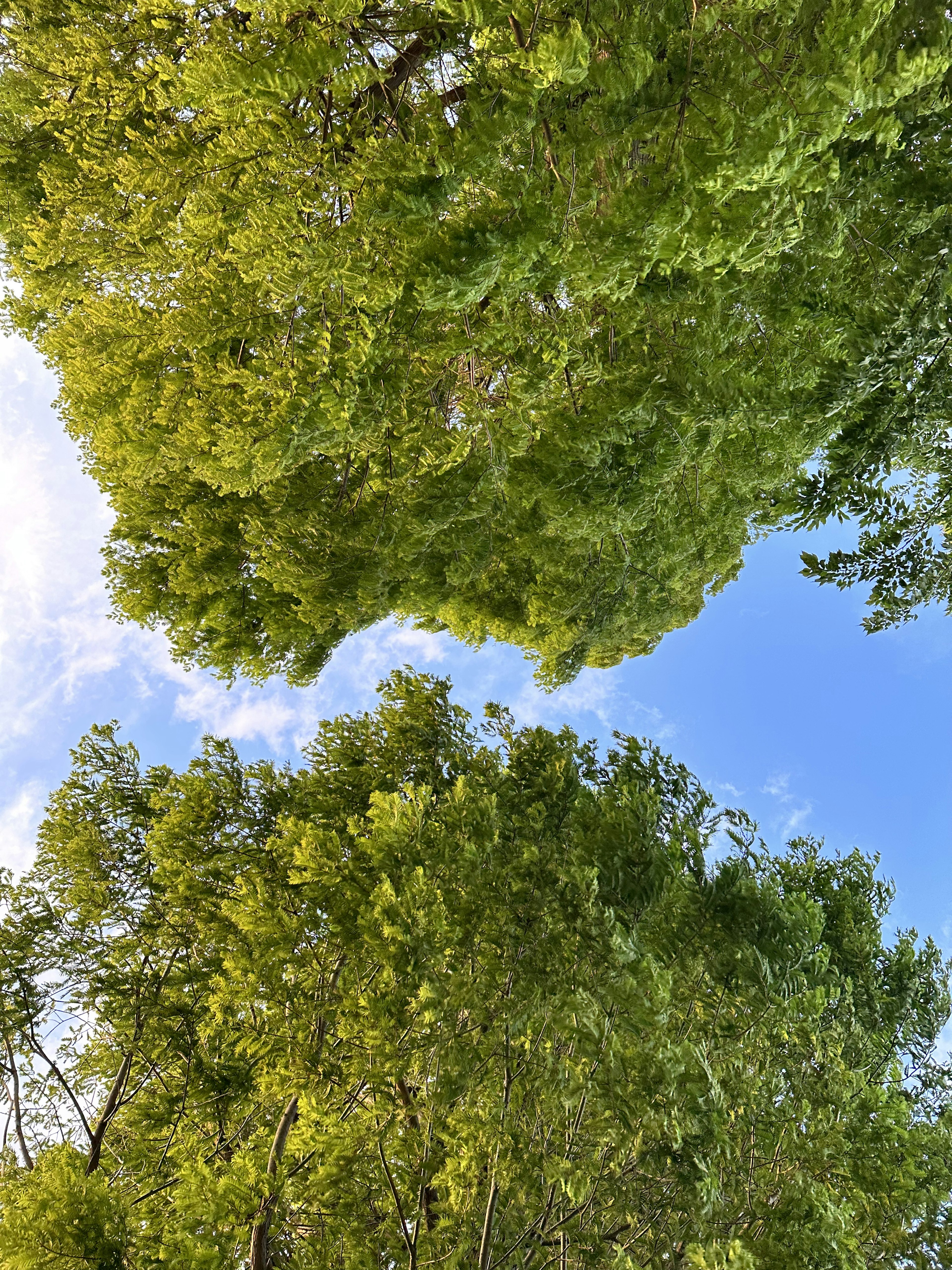 青空の下に広がる緑の木々の葉