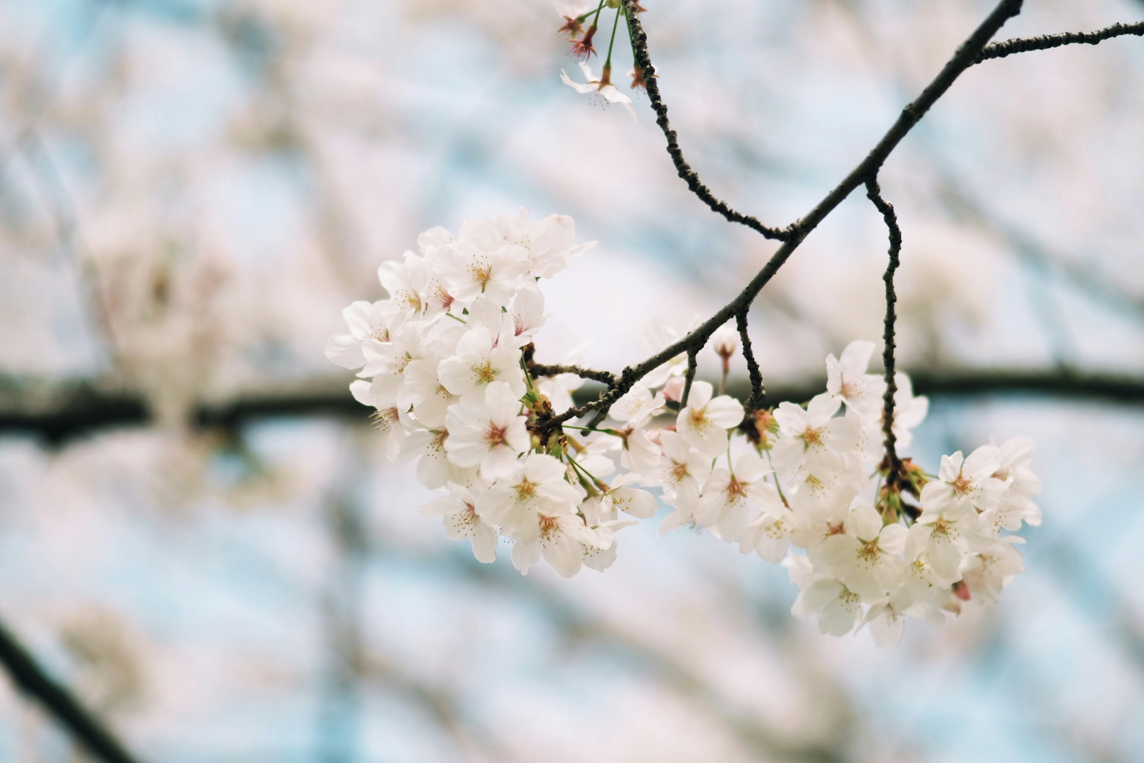 桜の花が咲いている枝のクローズアップ