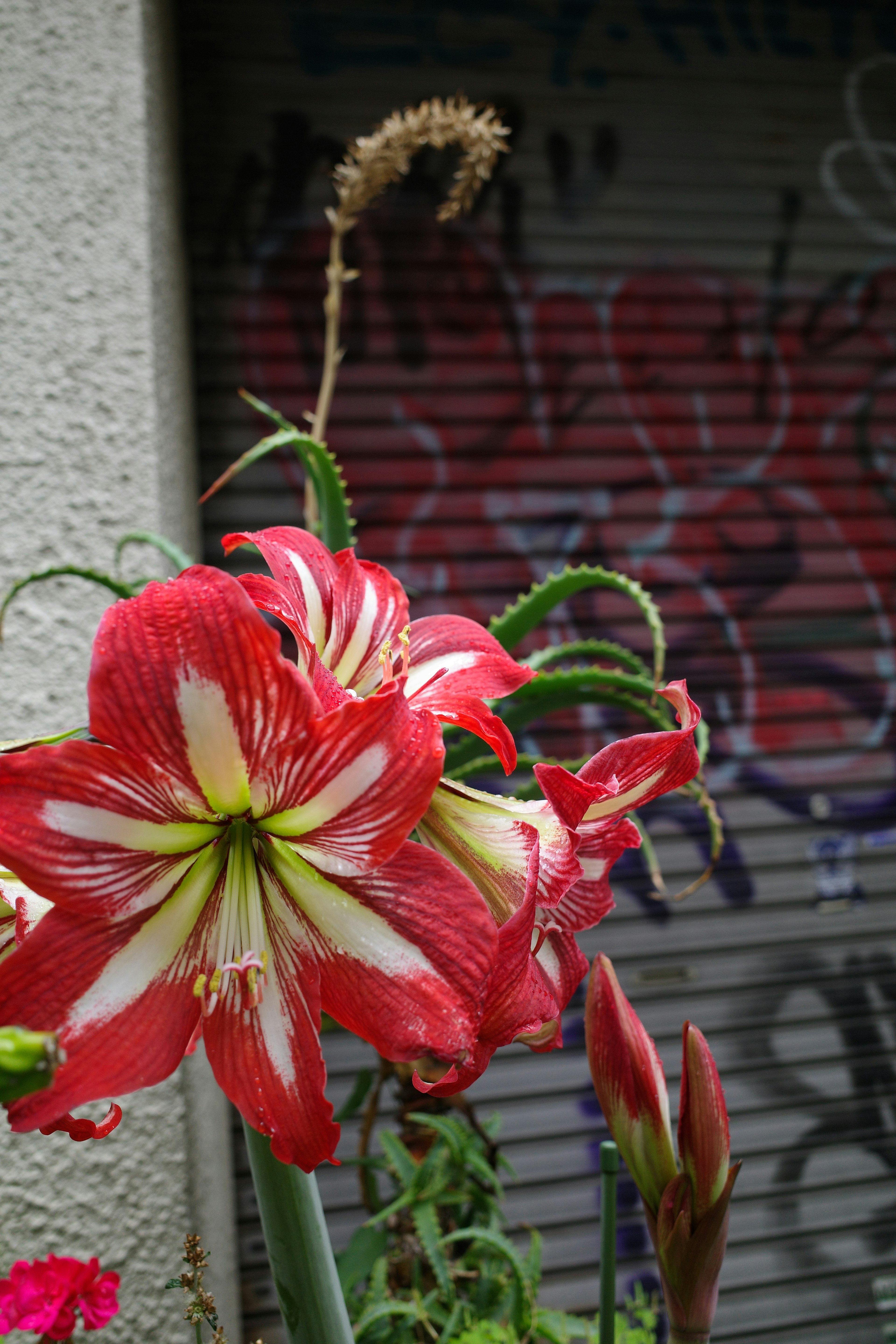 赤と白のアマリリスの花が咲いている背景に落書きのある壁