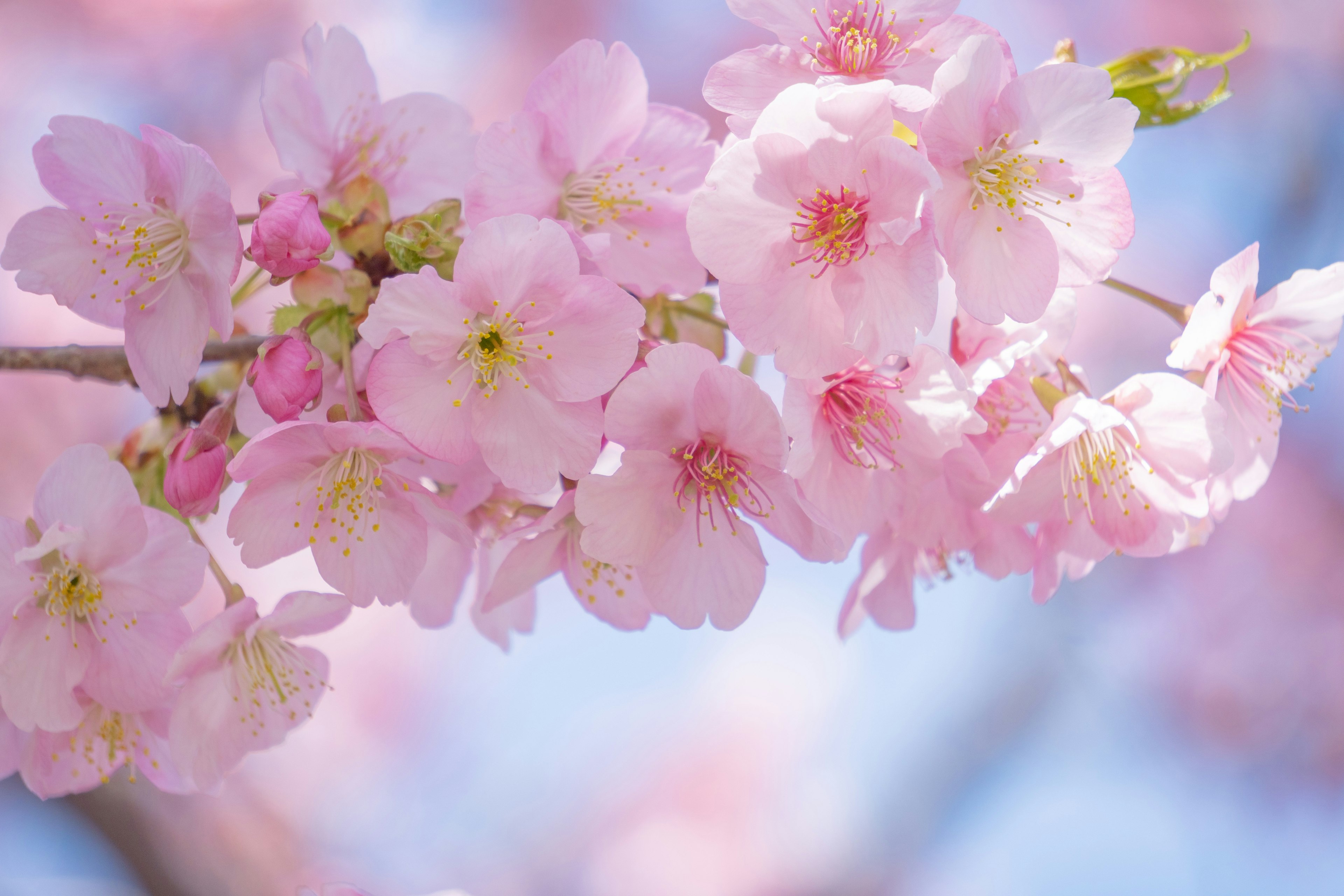 Gros plan de belles fleurs de cerisier roses en fleurs