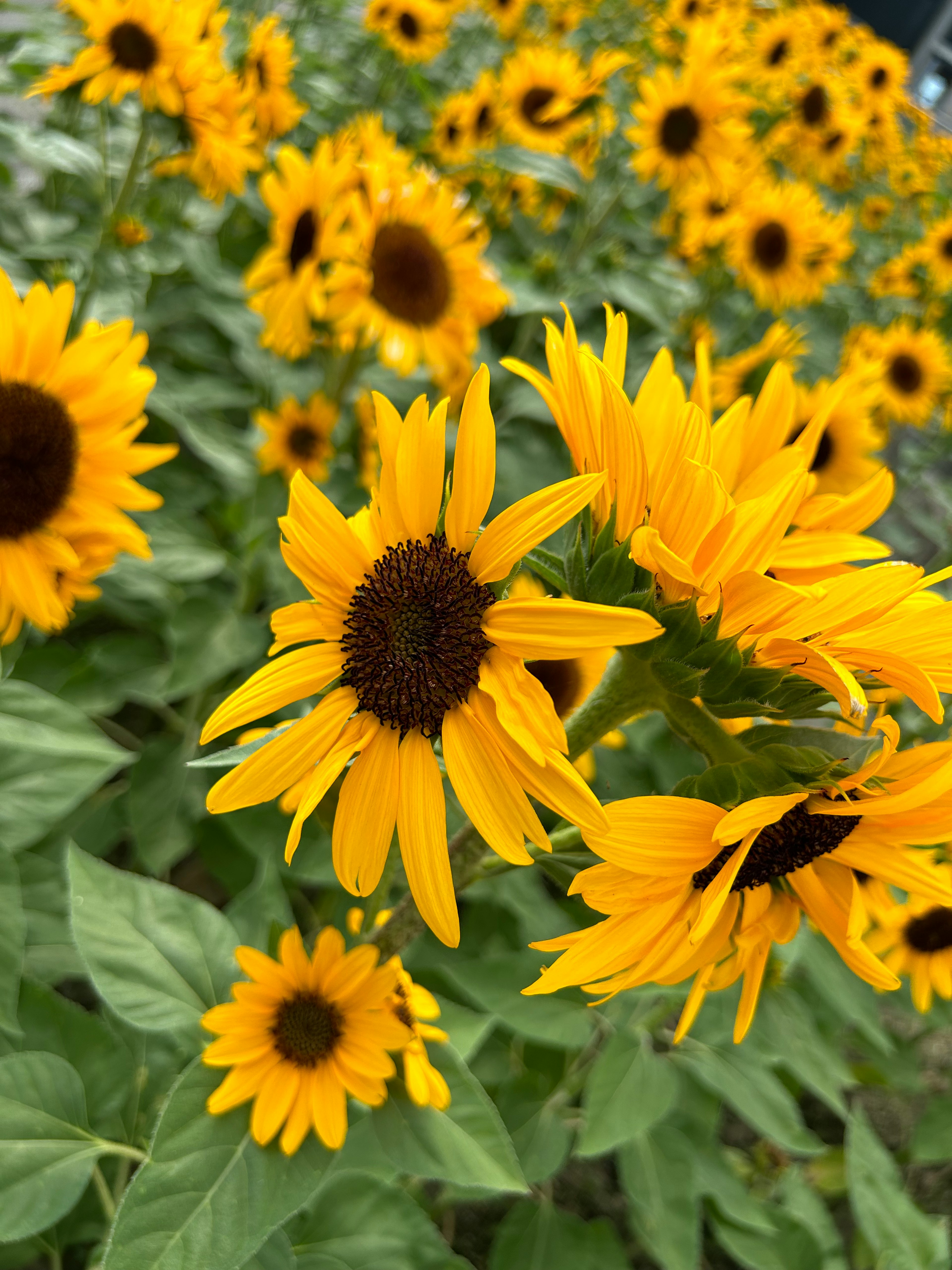 Field of bright yellow sunflowers in full bloom