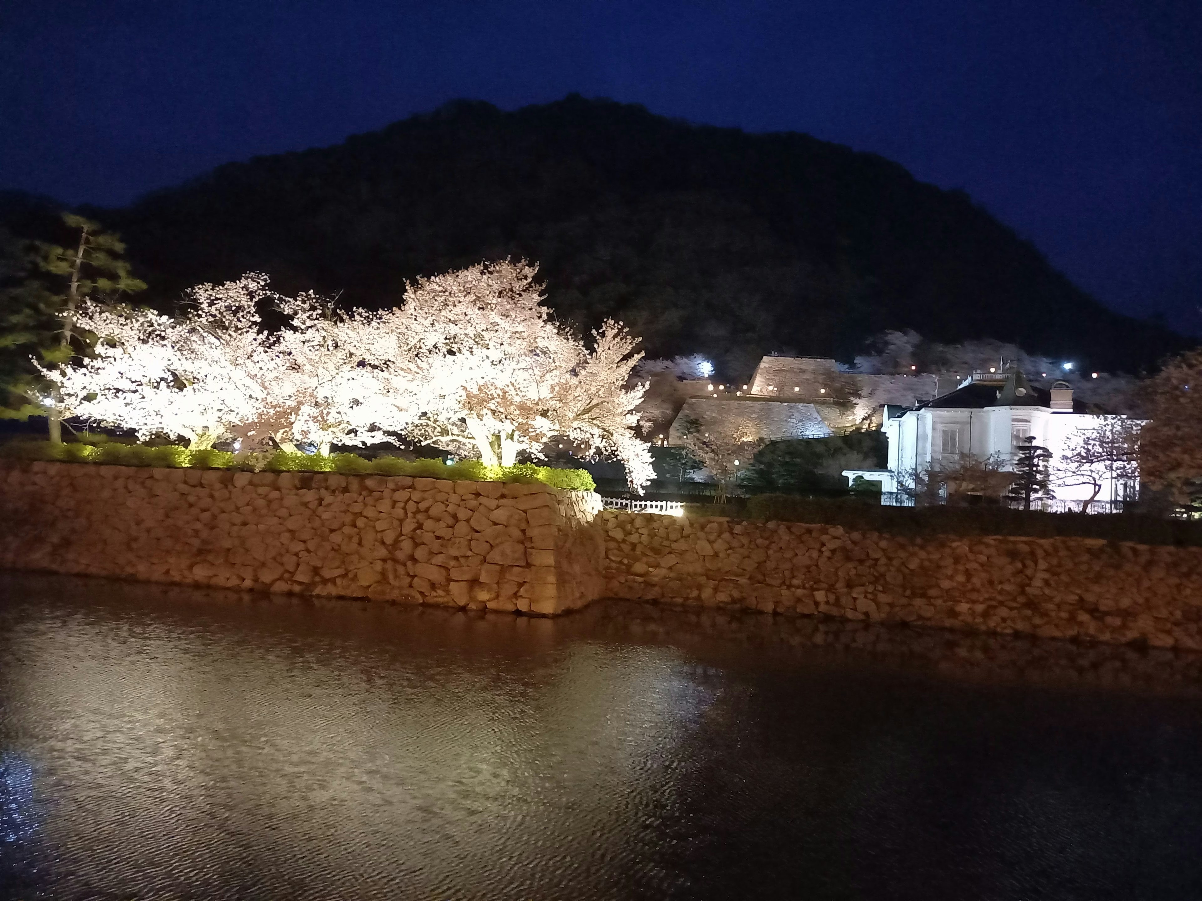 Beautiful night scene with cherry blossom trees and castle wall reflections