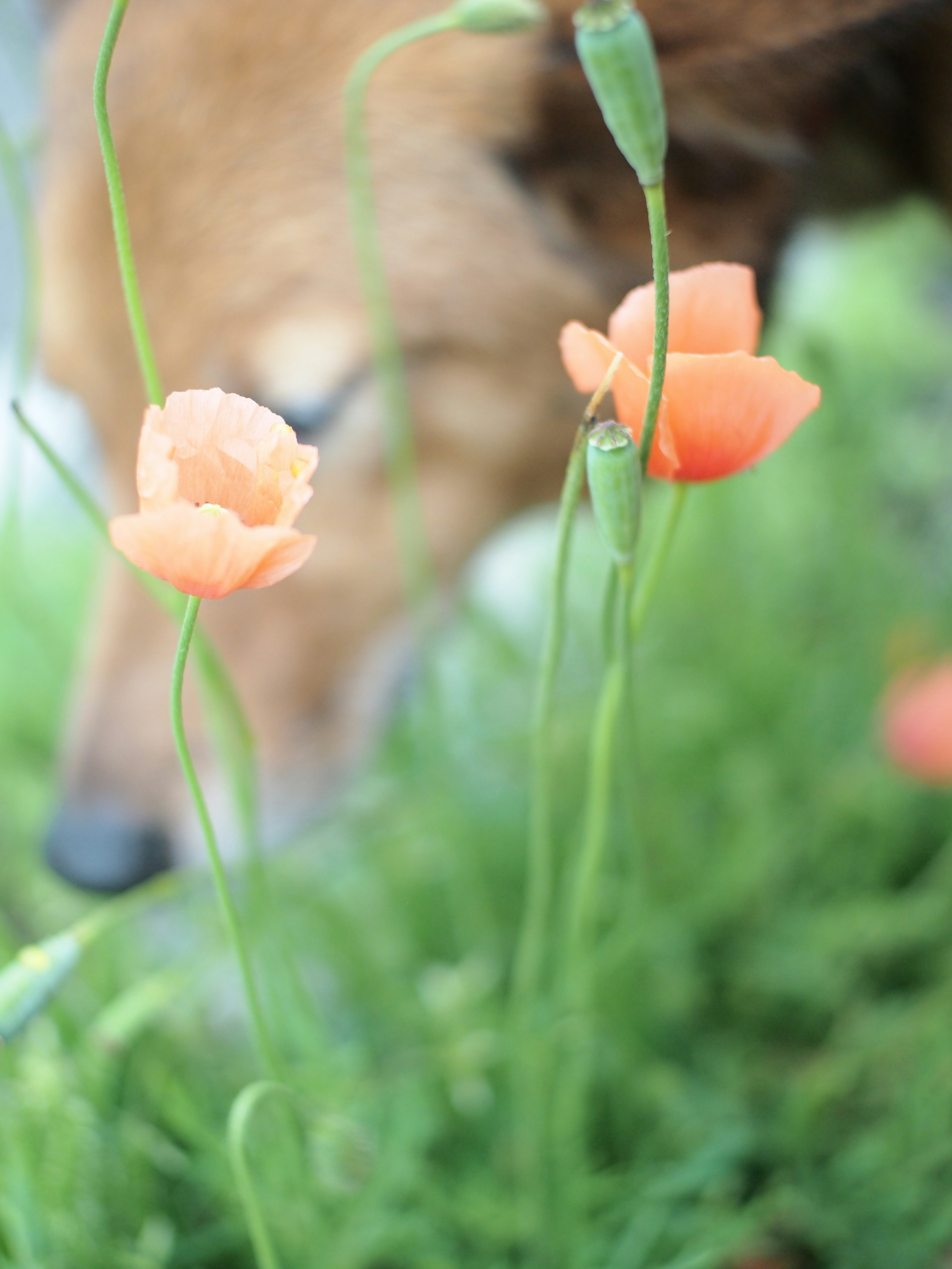 Orange flowers blooming near a dog's nose with green grass