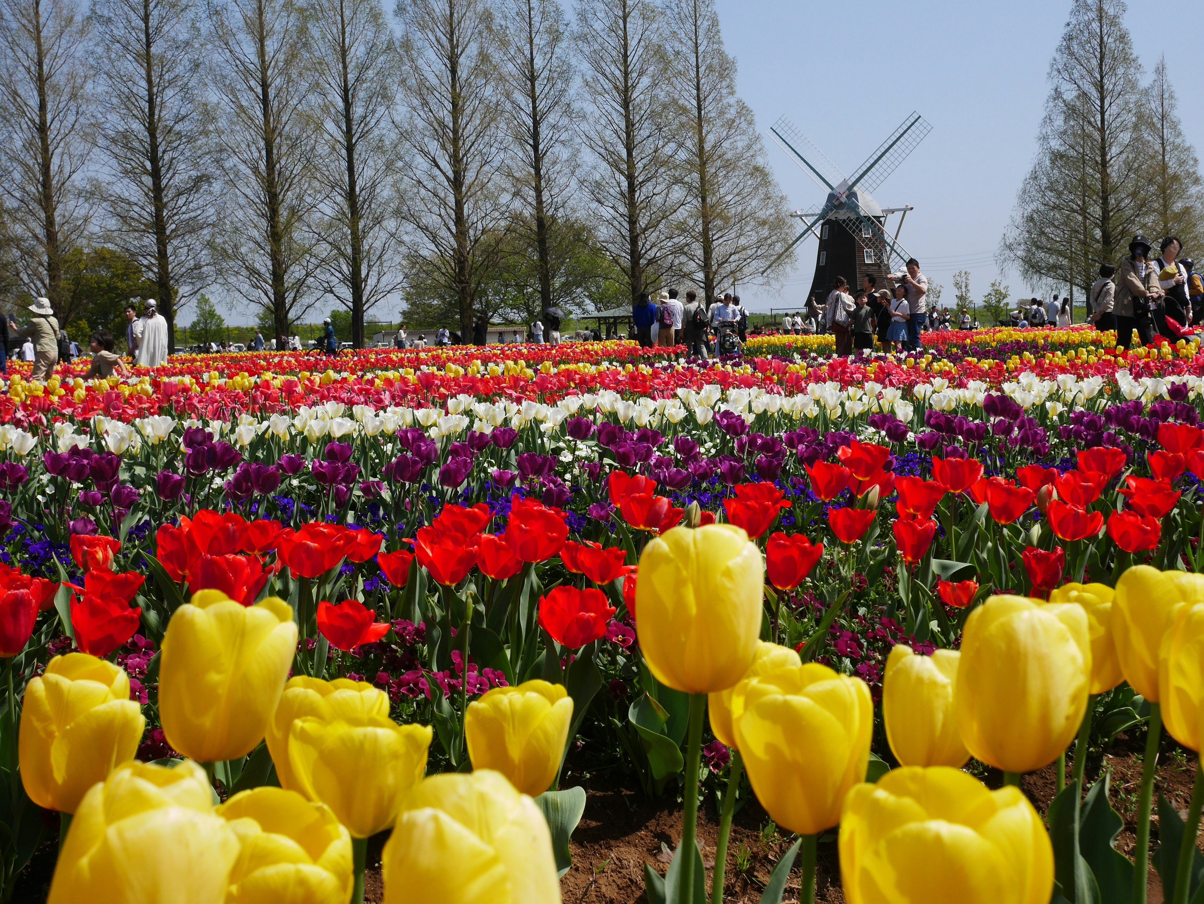 Ein lebhaftes Tulpenfeld mit einer Windmühle und Besuchern