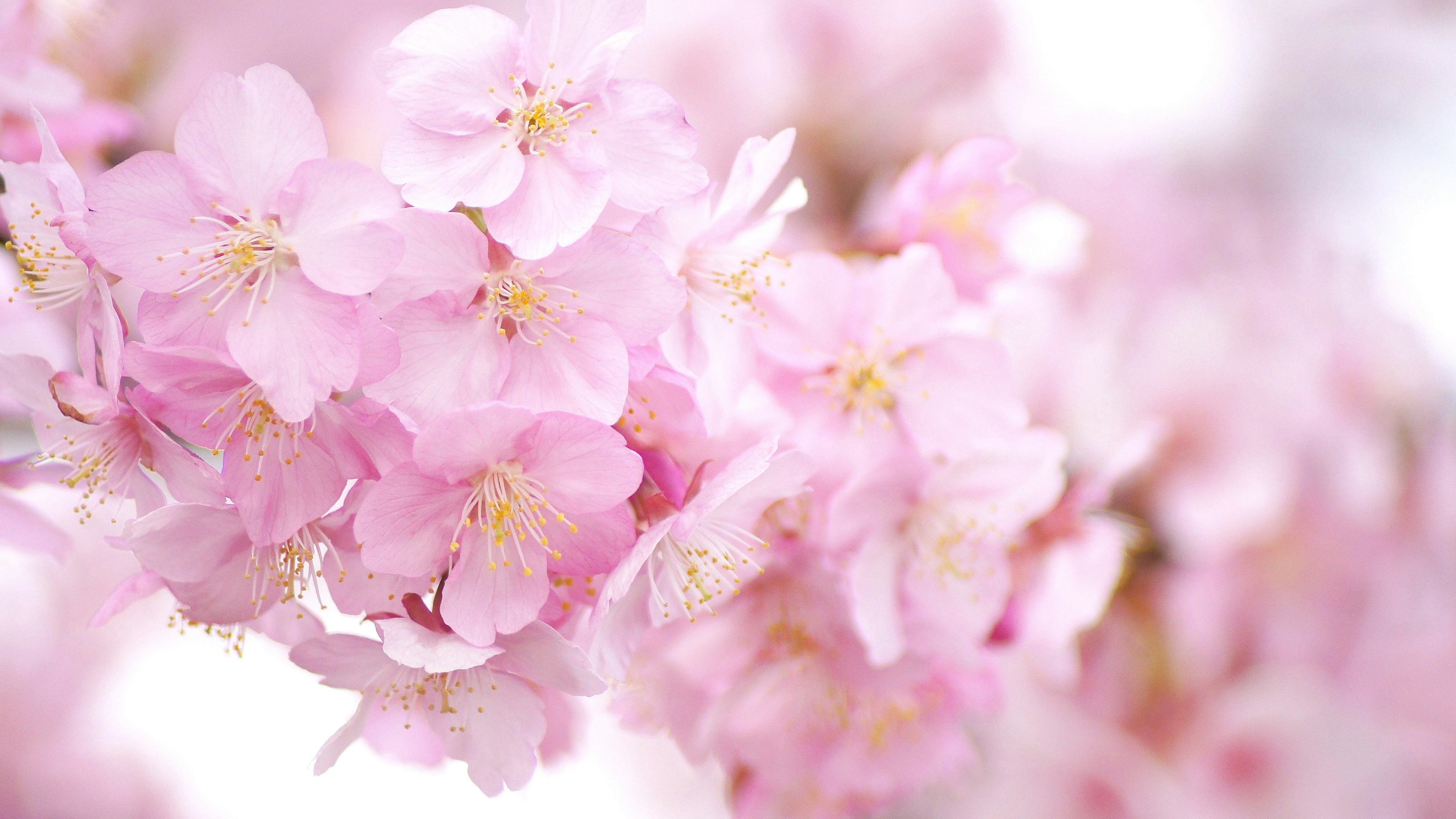 Cluster of soft pink cherry blossoms in bloom