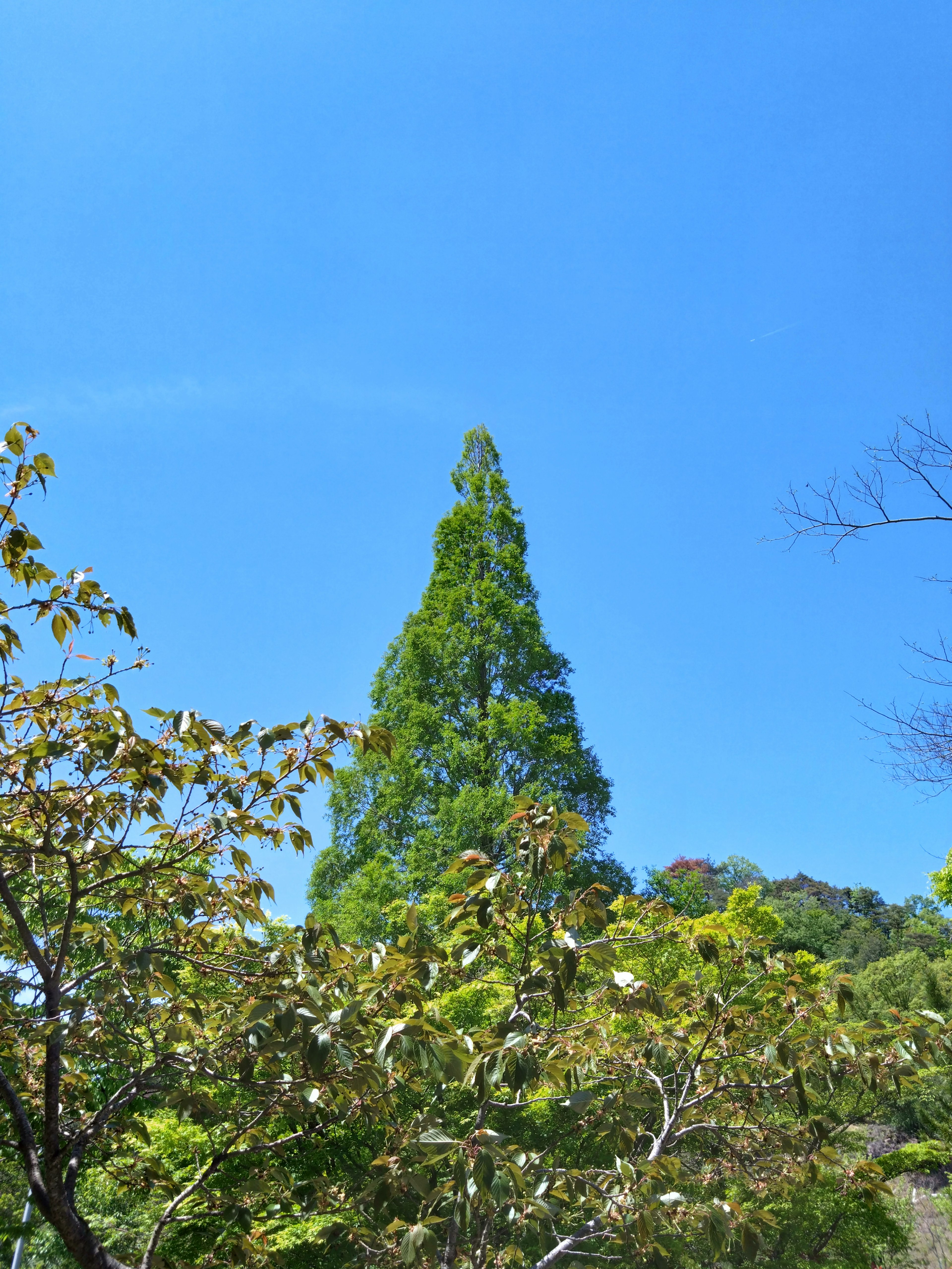 Árbol verde alto bajo un cielo azul con follaje circundante