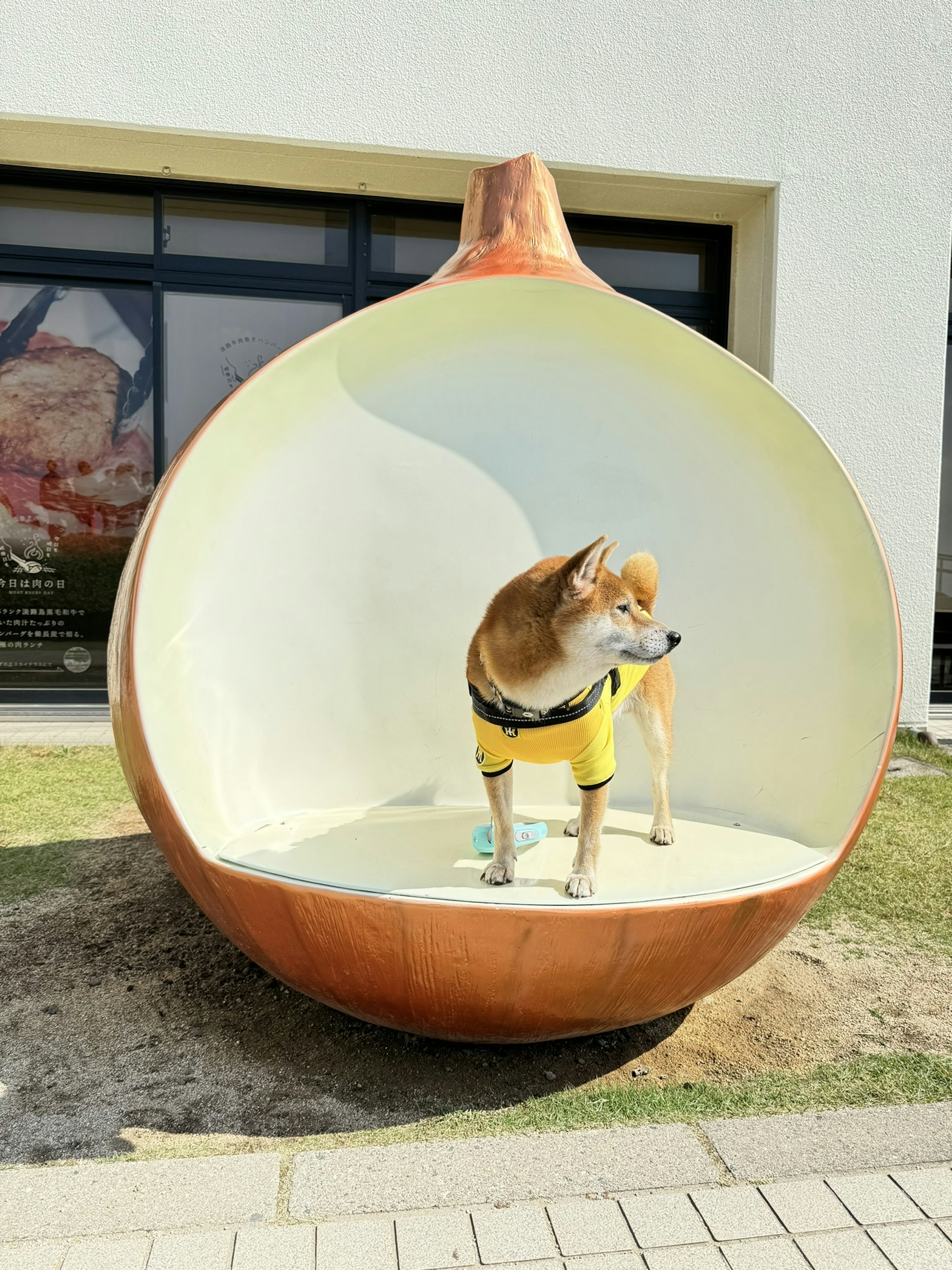 A dog standing inside a pear-shaped sculpture