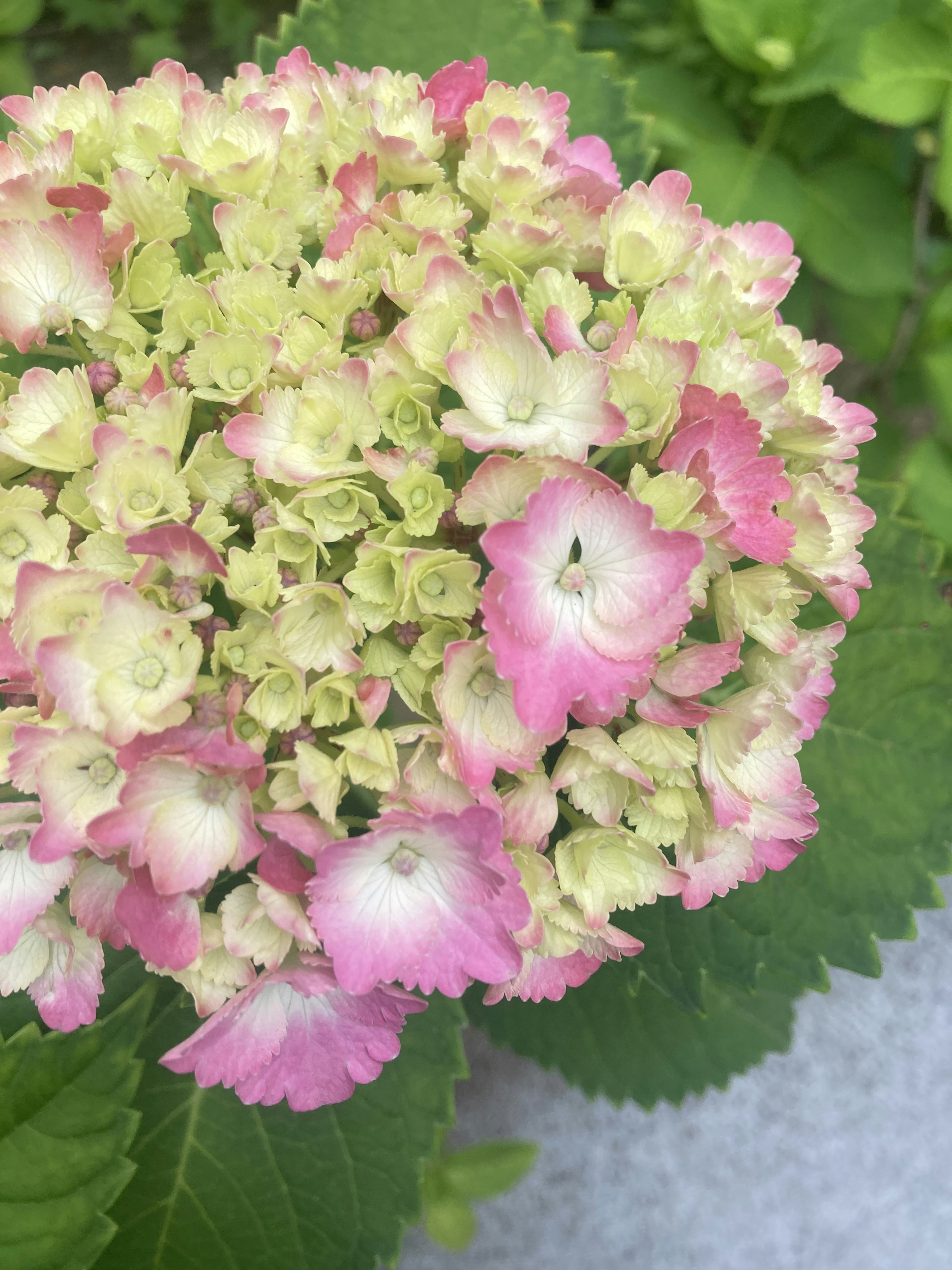 Close-up bunga hydrangea merah muda dan krim