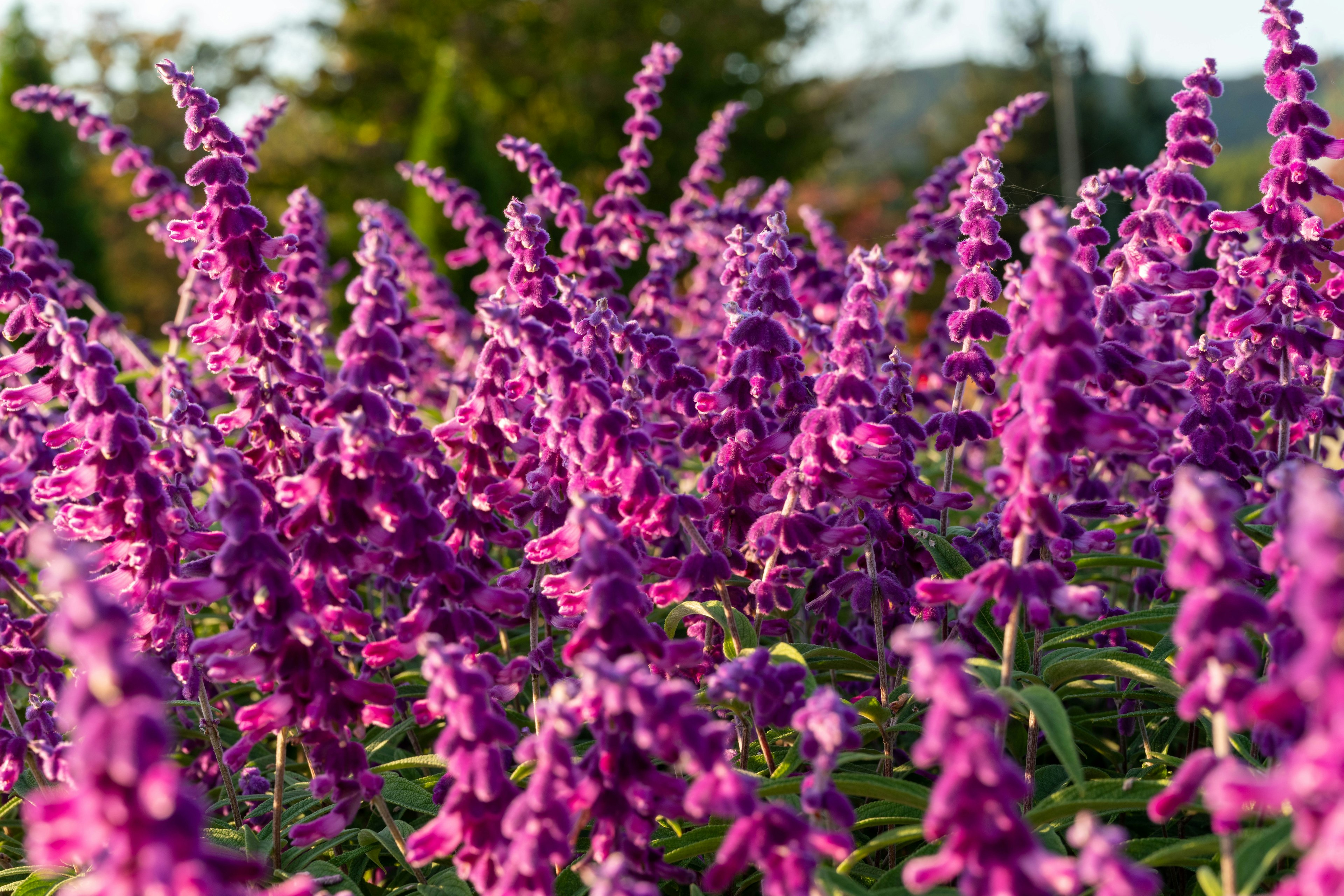 Fiori viola vibranti che fioriscono in un giardino lussureggiante