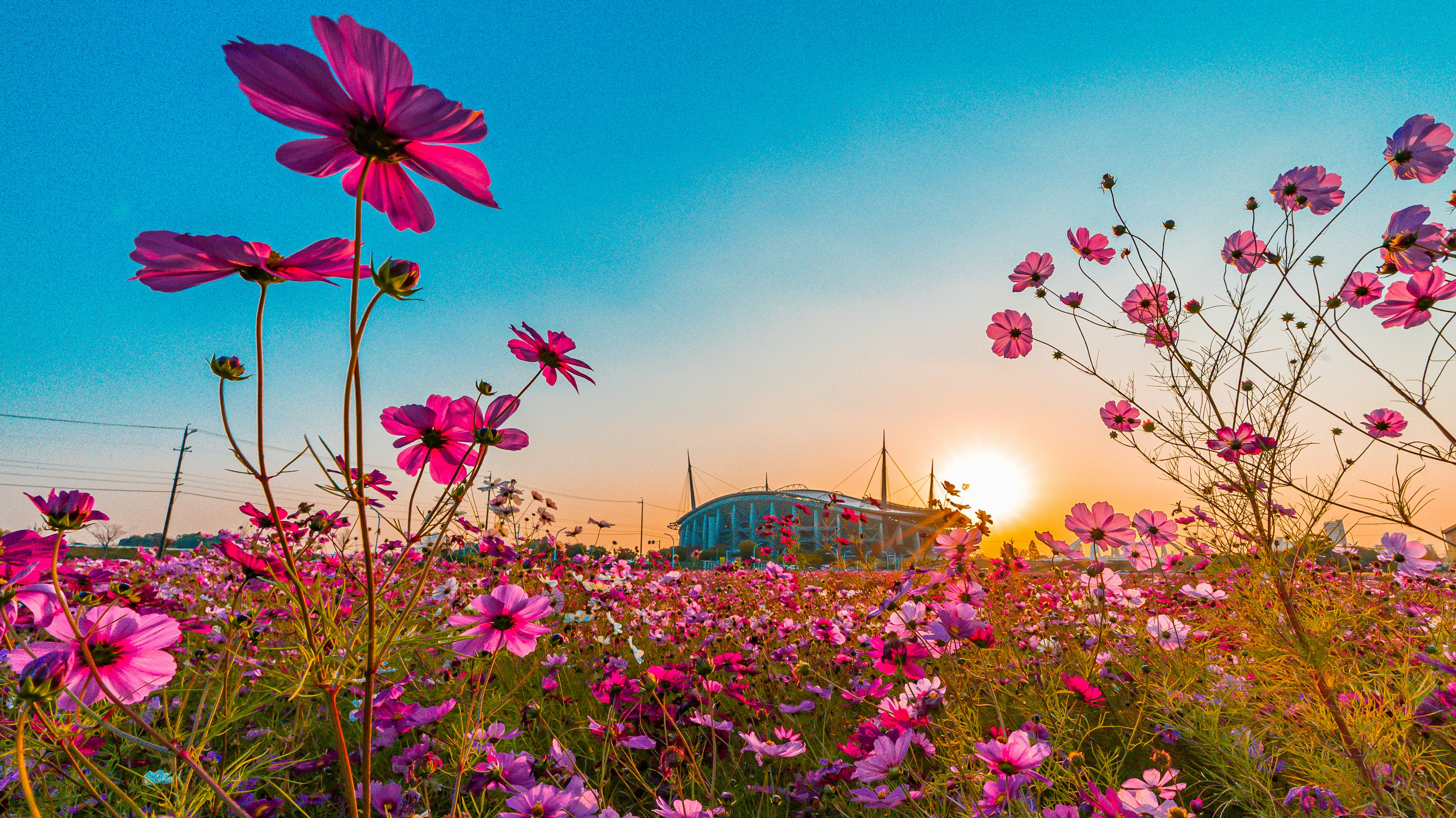 Ein schöner Blumenfeld mit Sonnenuntergang im Hintergrund