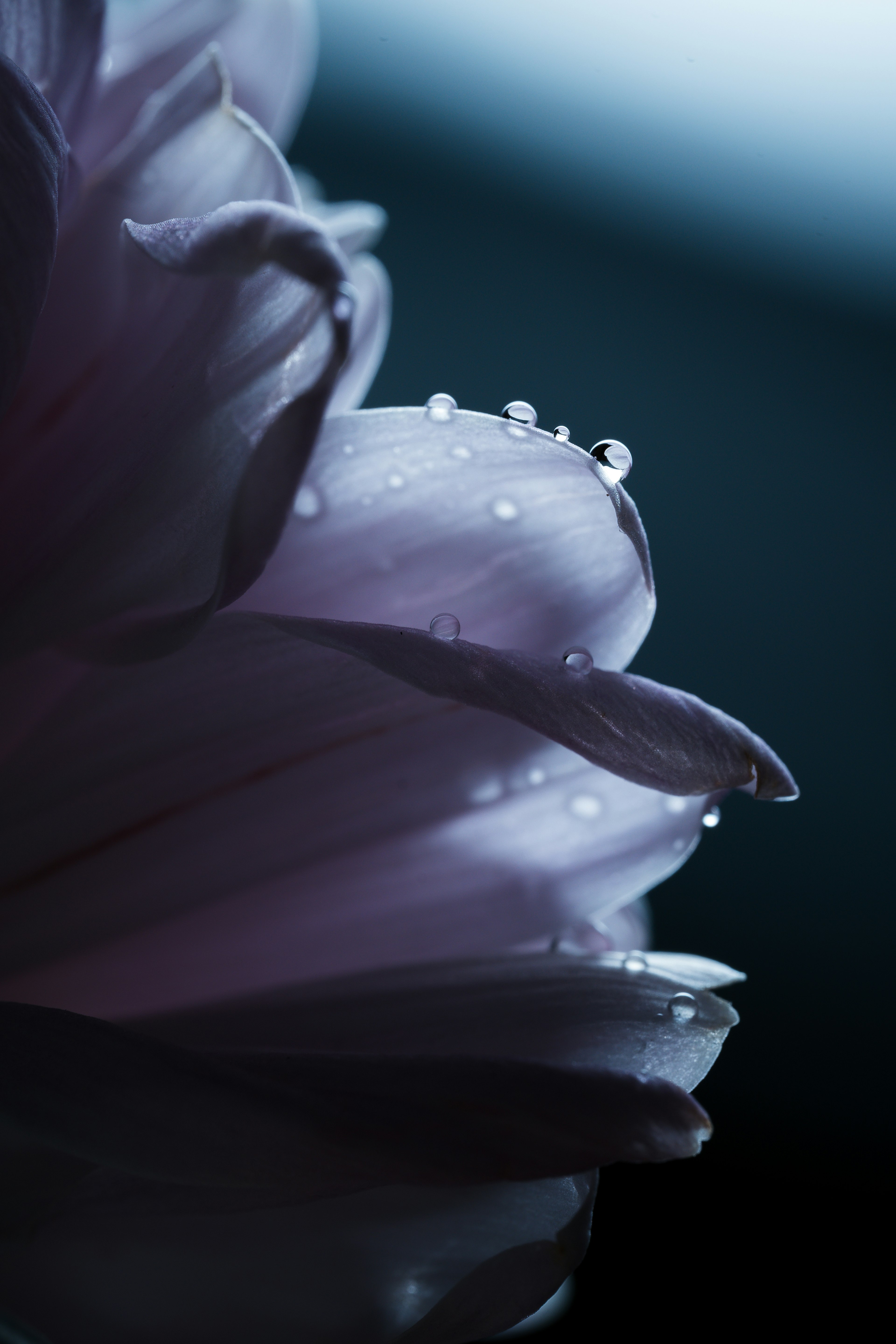 Close-up of a purple flower petal with water droplets