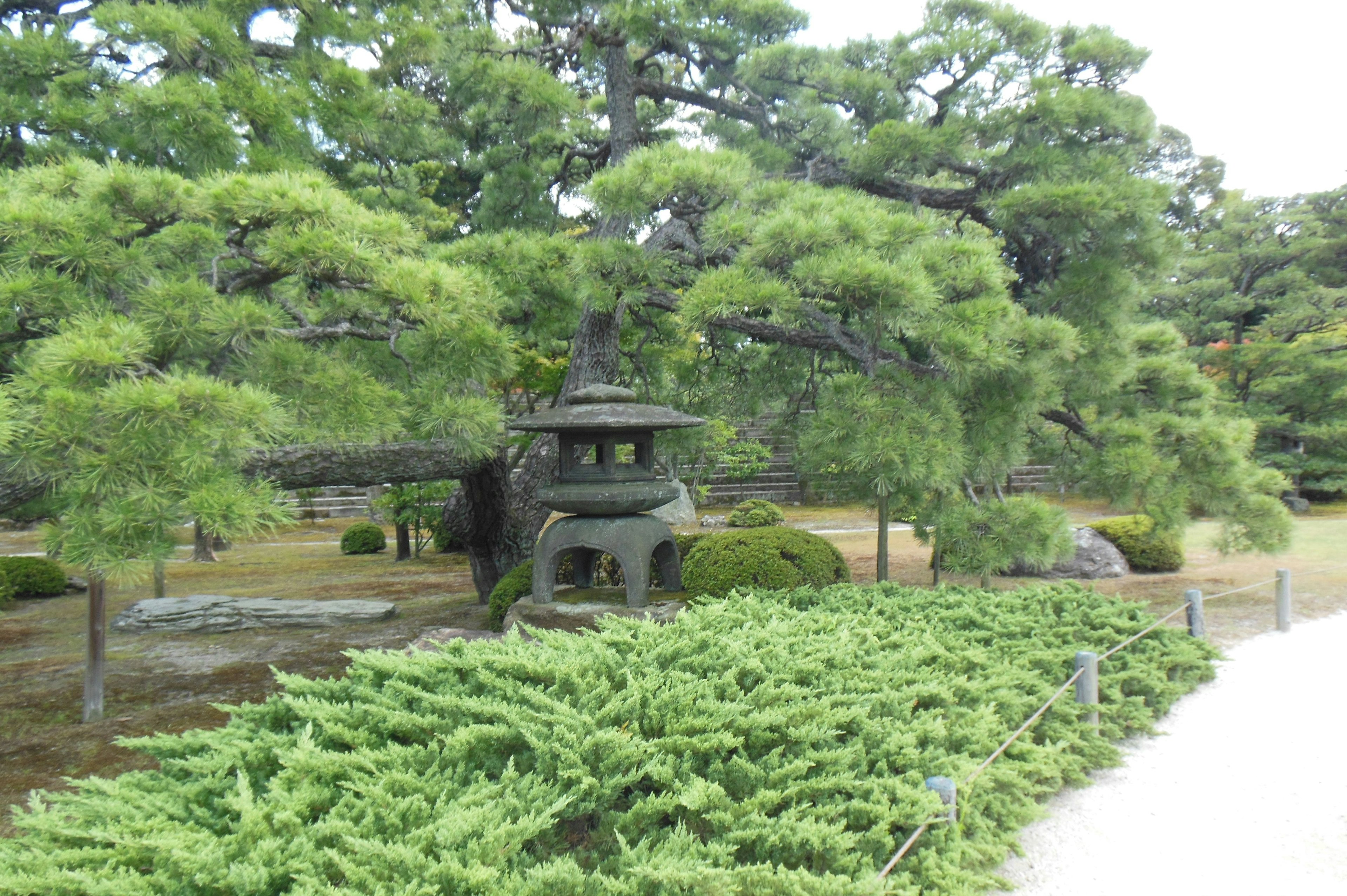 Japanese garden scene featuring a pine tree and a lantern