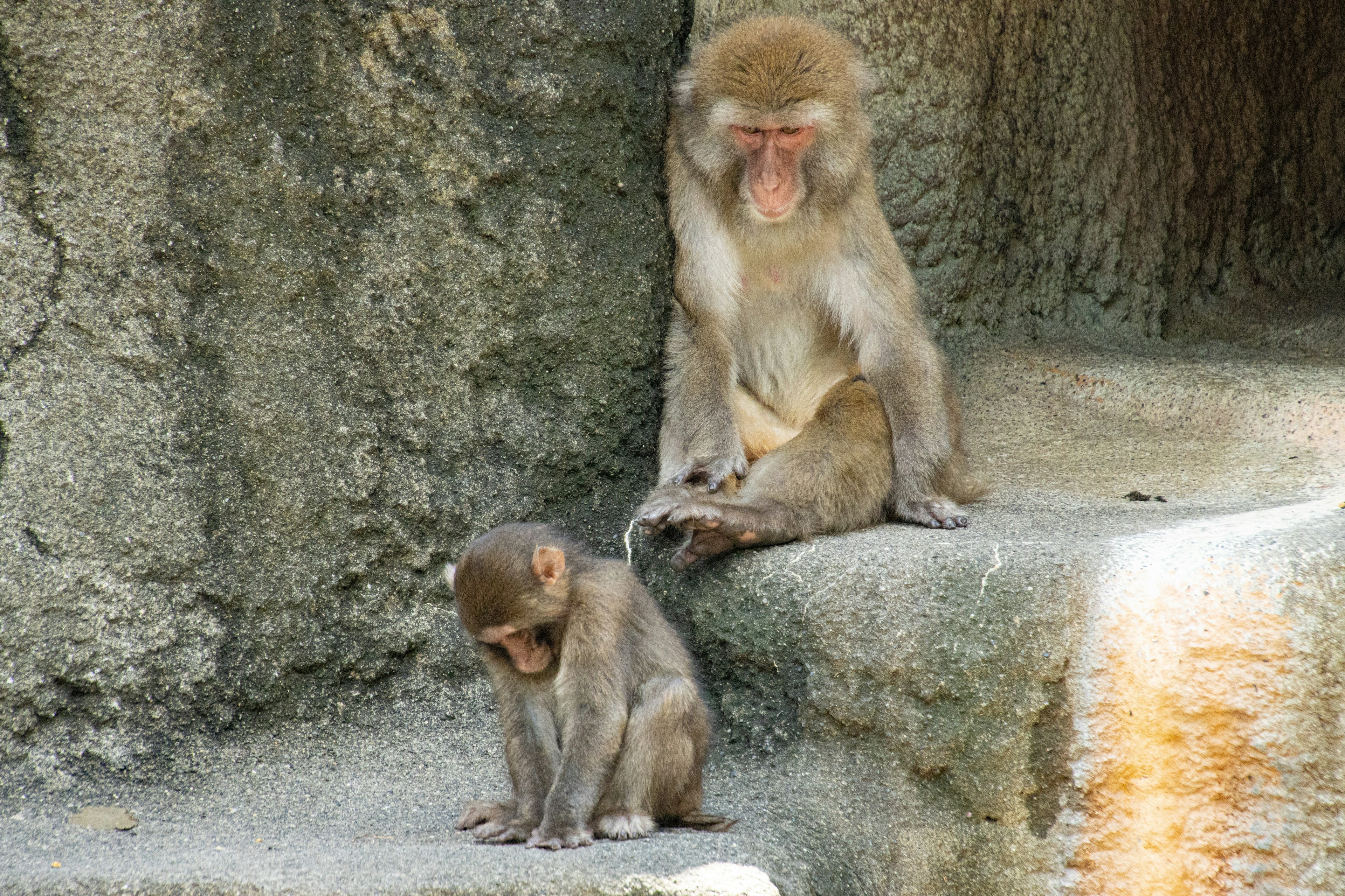 Two monkeys sitting on a rock surface