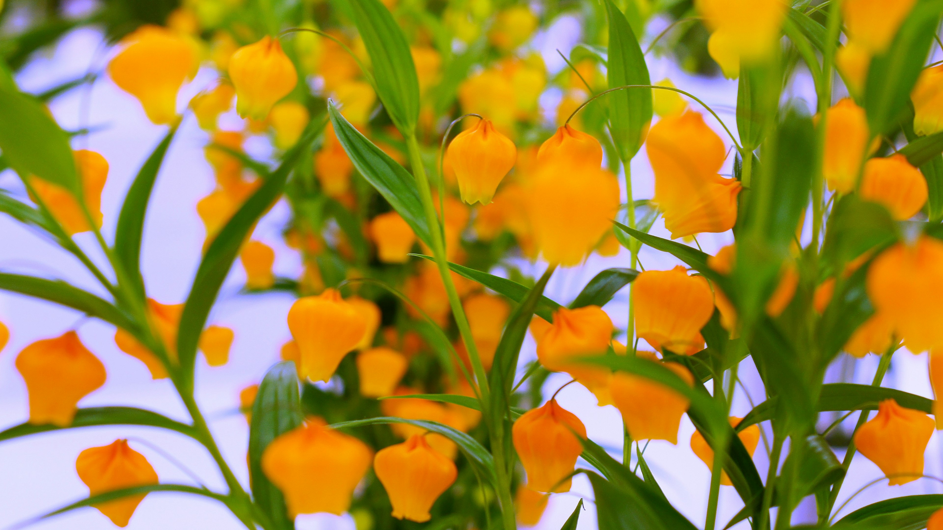 鮮やかなオレンジ色の花が咲いている植物のクローズアップ