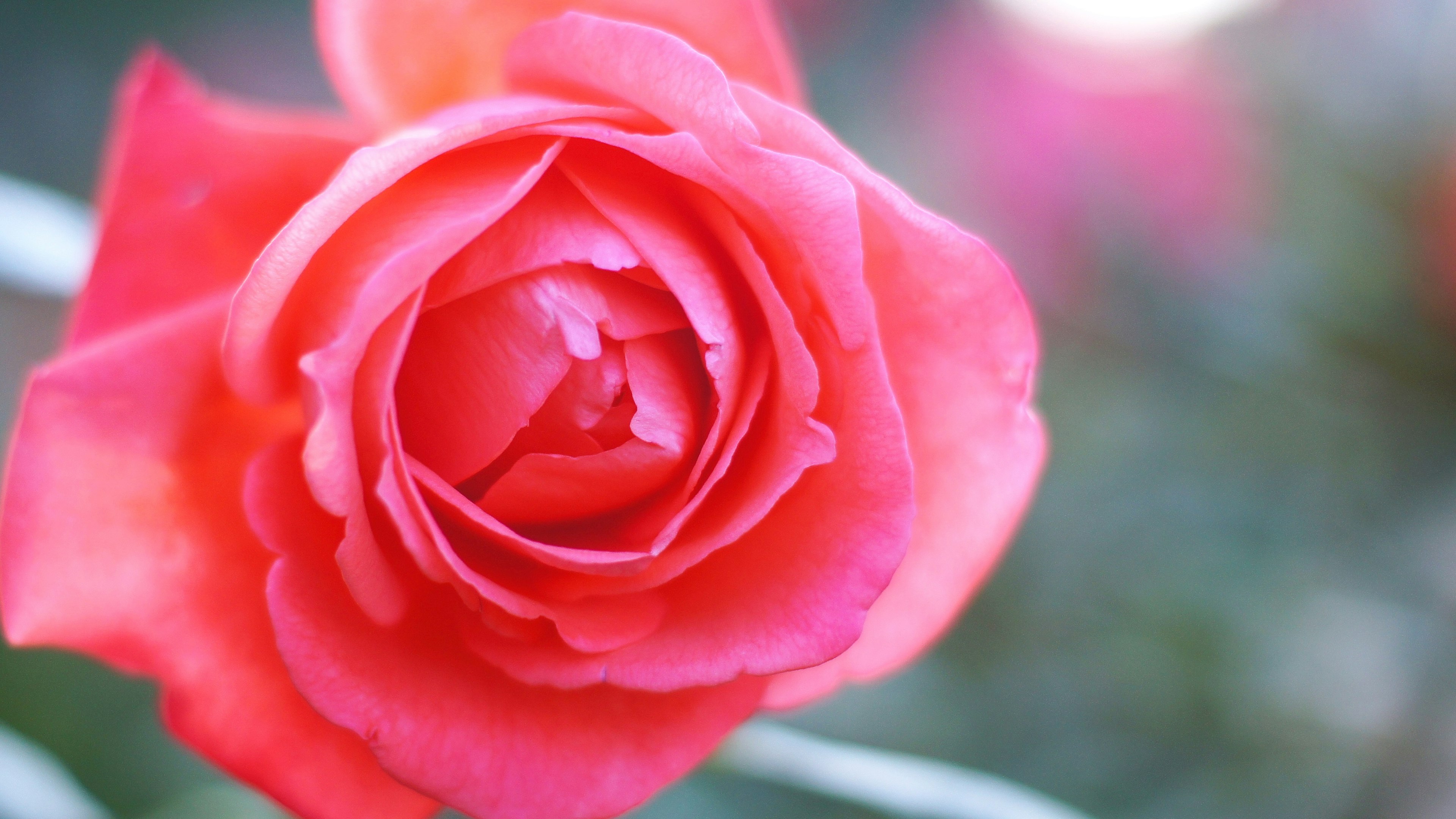 鮮やかなピンクのバラの花がクローズアップされている