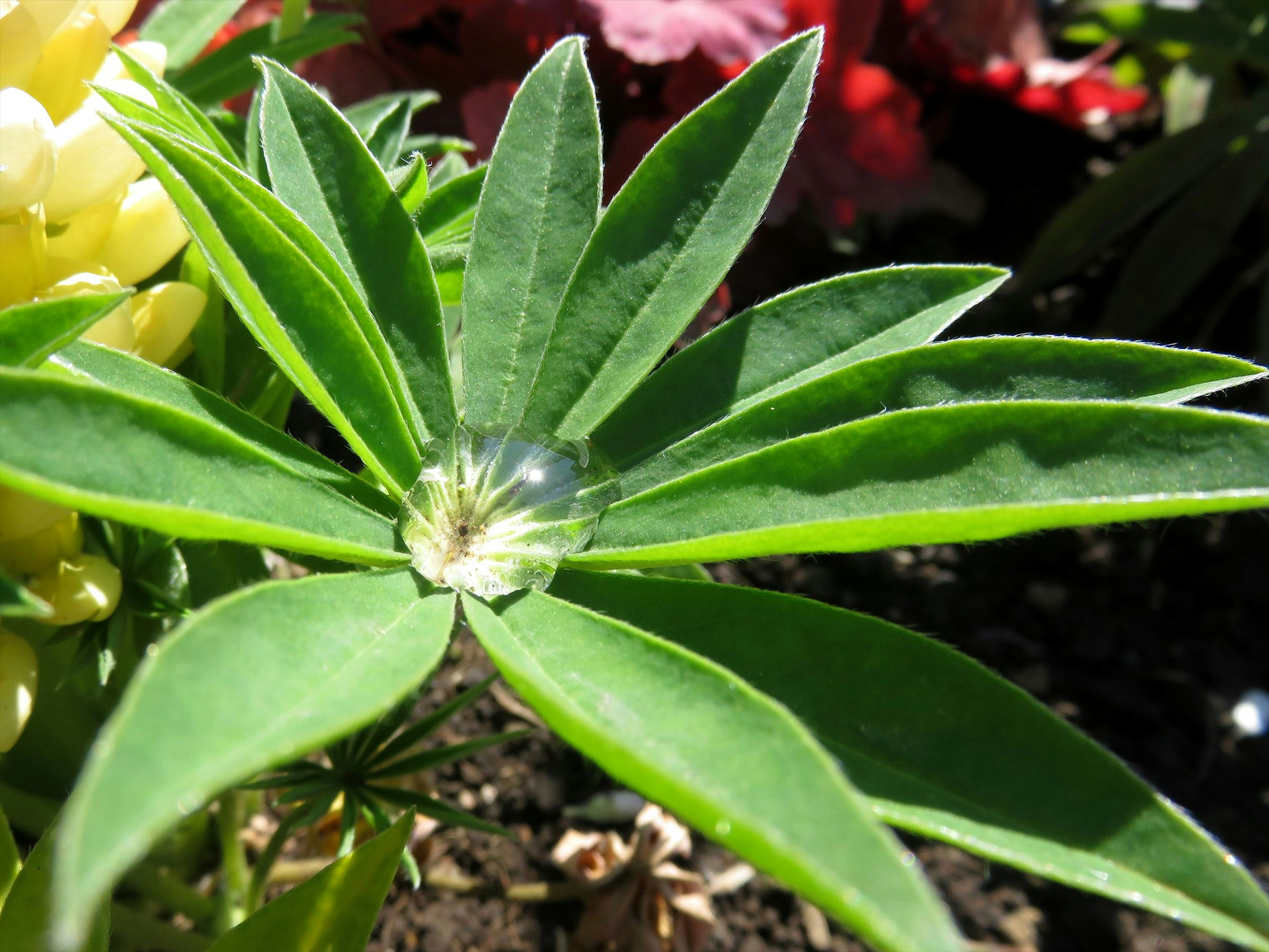 Gros plan sur une feuille verte avec une goutte d'eau