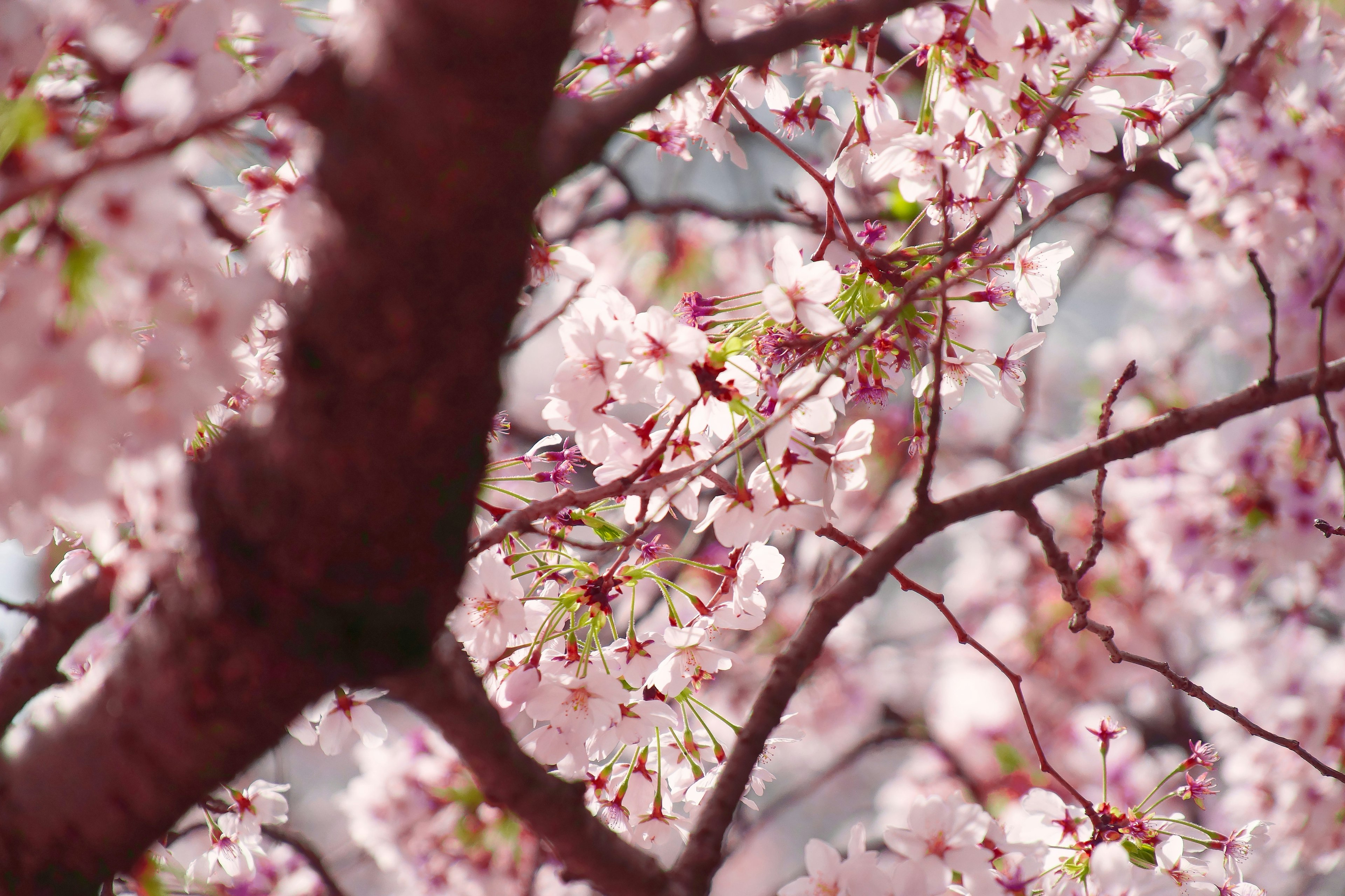 Kedekatan cabang bunga sakura yang mekar