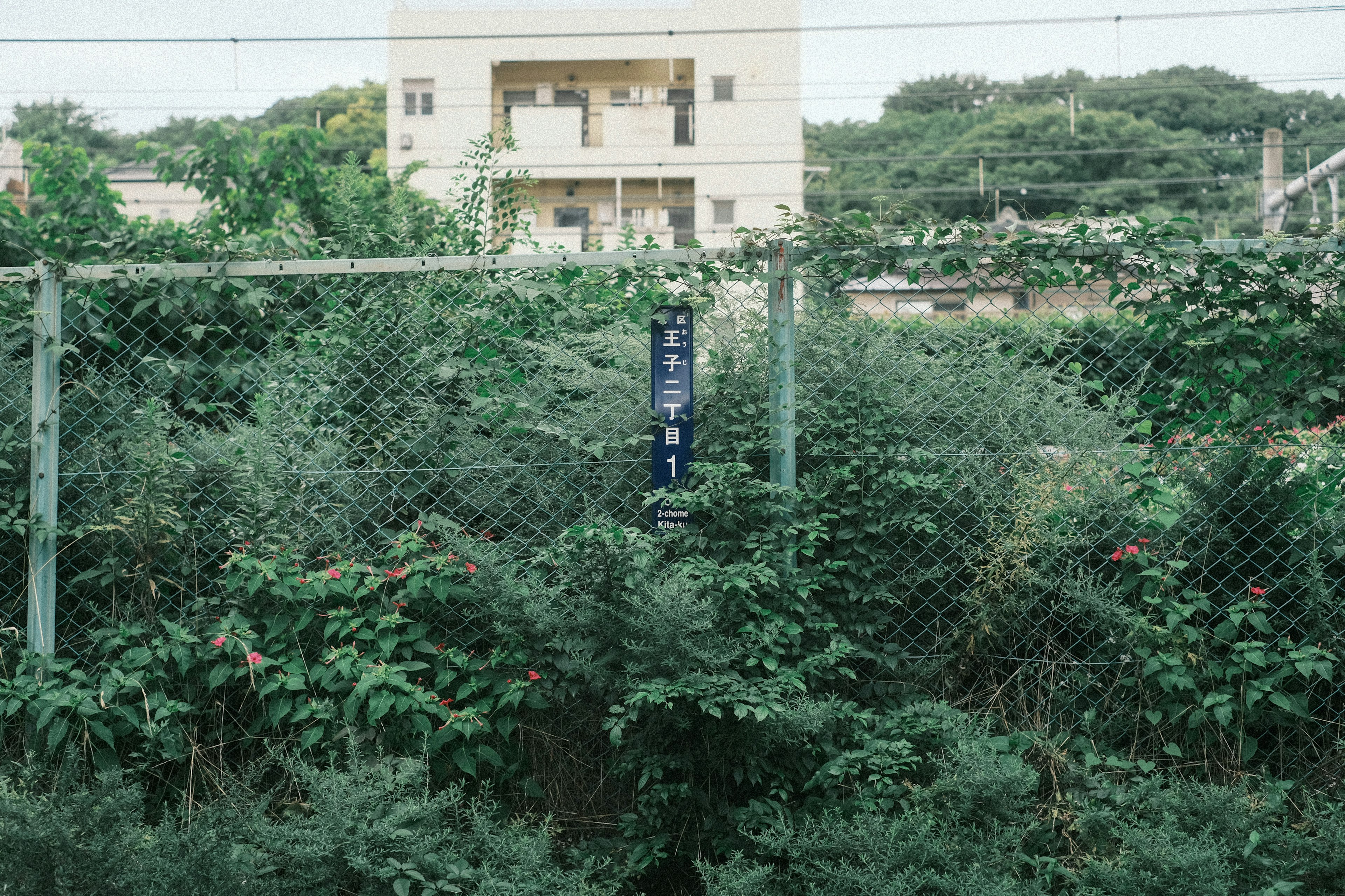 緑豊かな植物が生い茂るフェンスの向こうに建物が見える風景