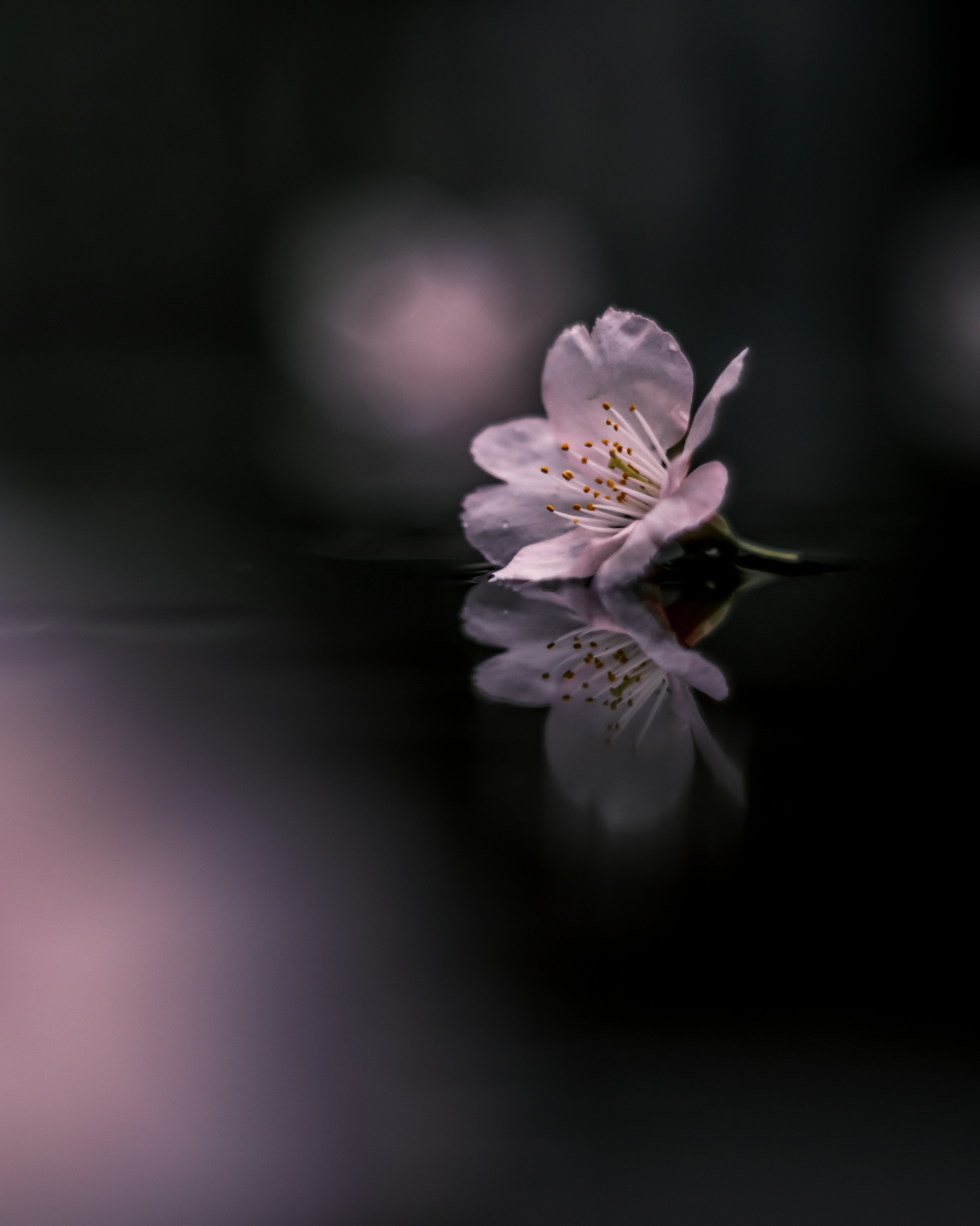 A cherry blossom floating on water with its reflection