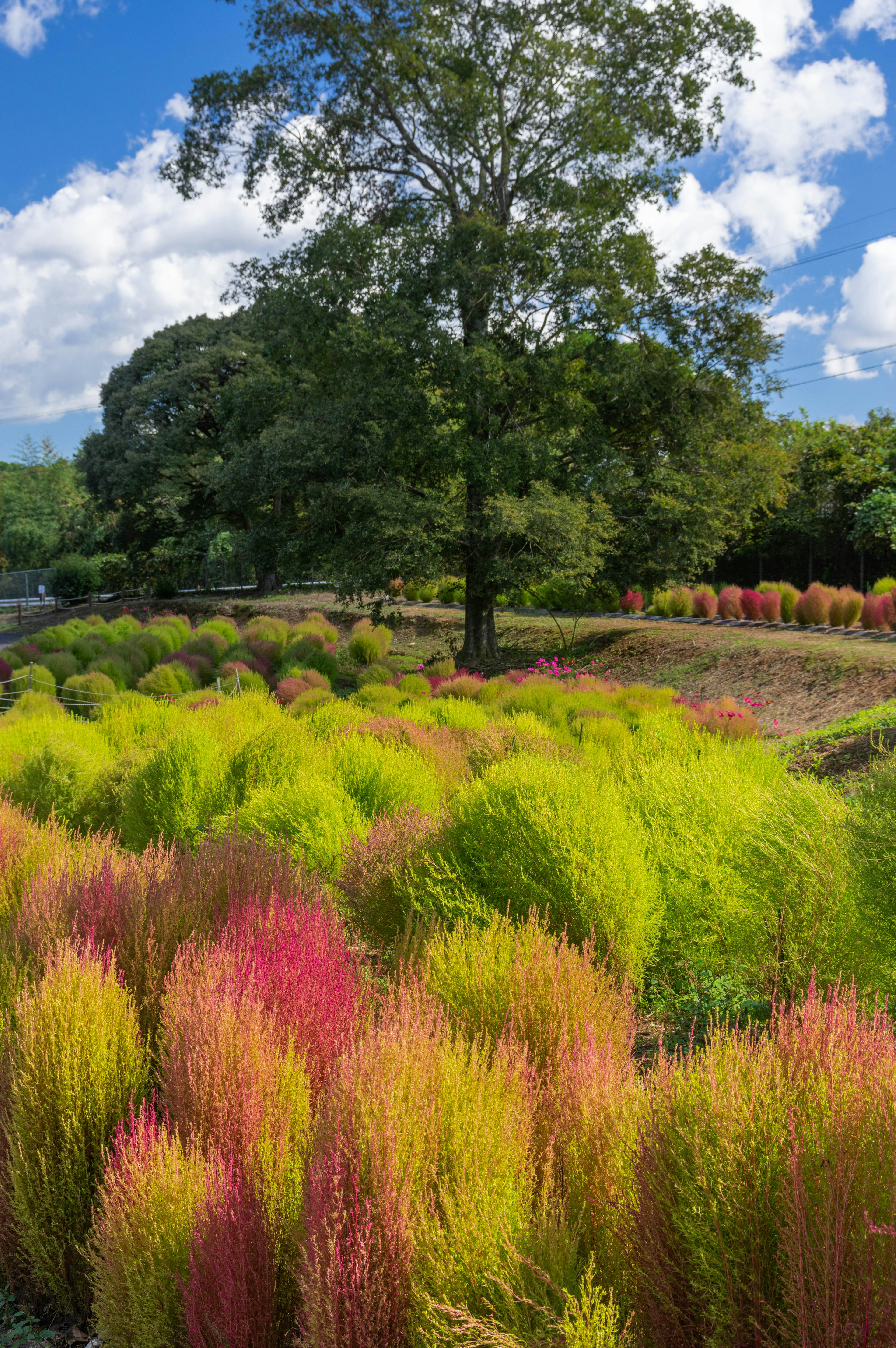 Un paisaje vibrante con hierbas coloridas y un árbol